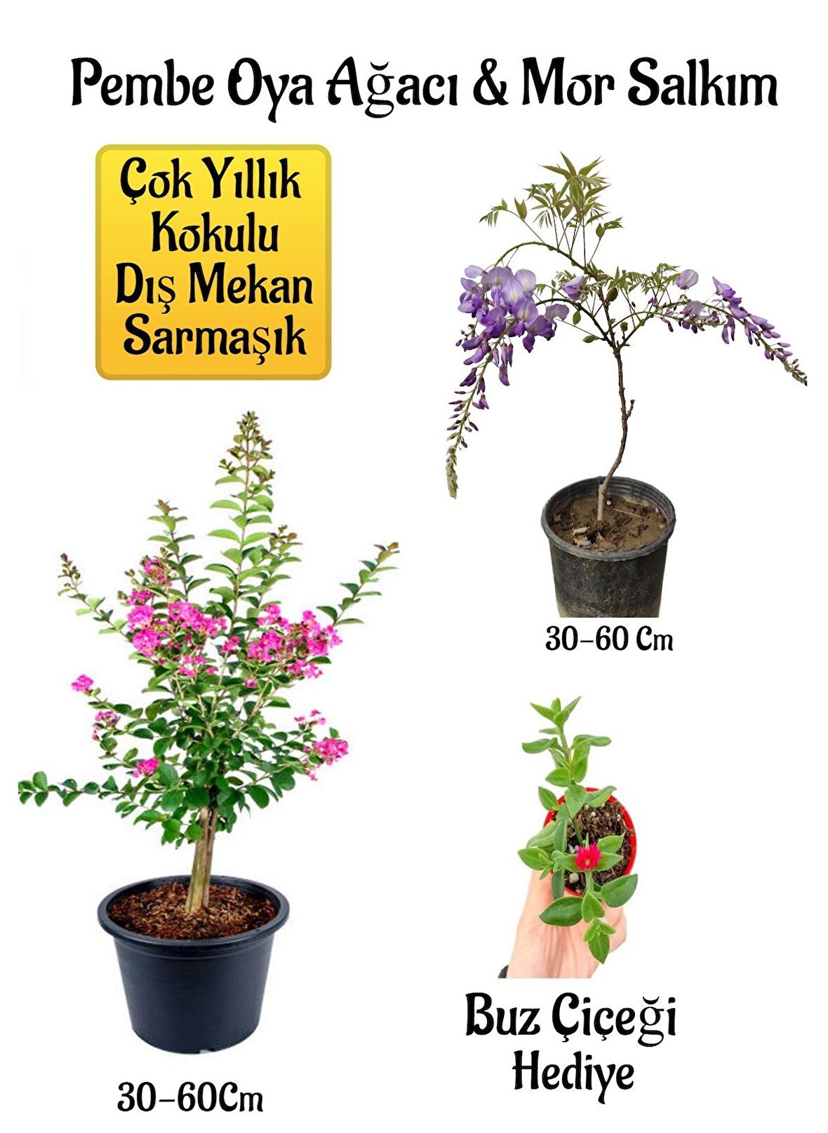 Pembe Oya Ağacı Fidanı+Mor Salkım Ağacı Fidanı Buz Çiçeği Hediyeli Bahçe Peyzaj Seti