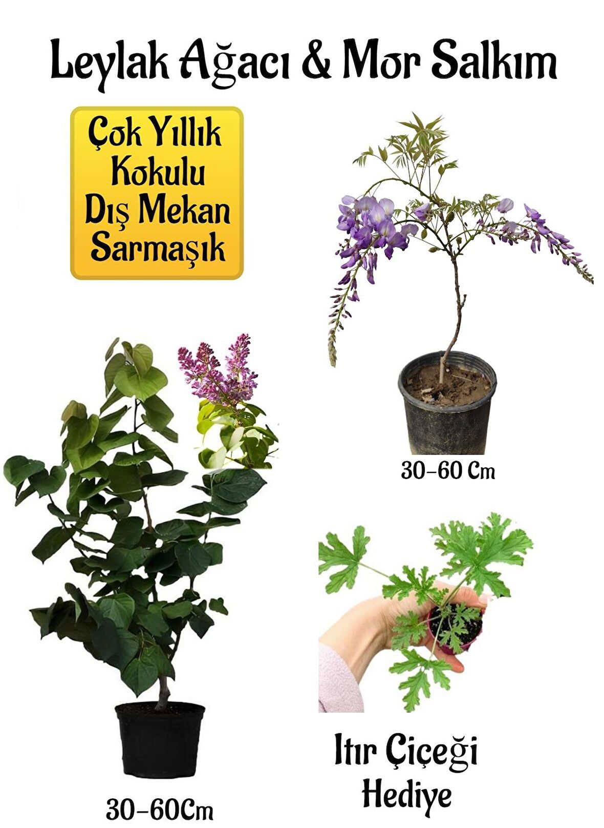 Yoğun Kokulu Leylak Ağacı Fidanı+Mor Salkım Ağacı Fidanı Itır Çiçeği Hediyeli Peyzaj Seti