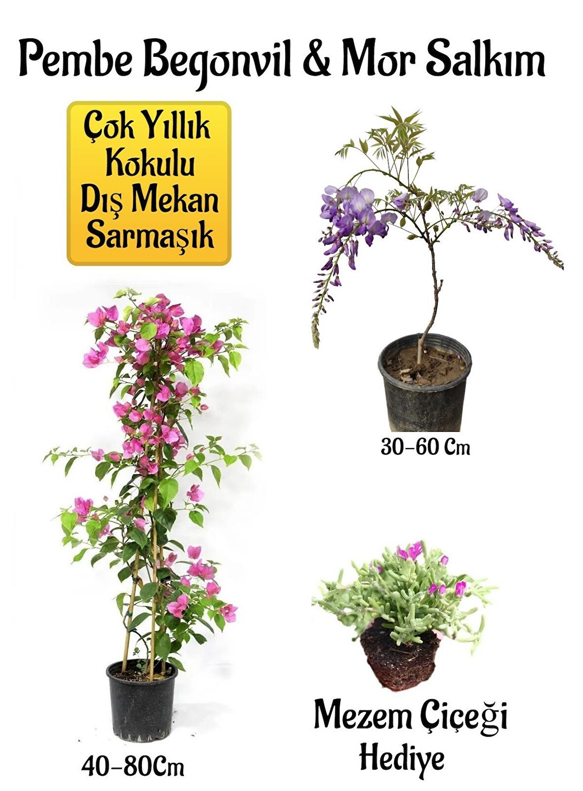Pembe Begonvil Çiçeği+Mor Salkım Ağacı Fidanı Mezem Çiçeği Hediyeli Bahçe Peyzaj Seti