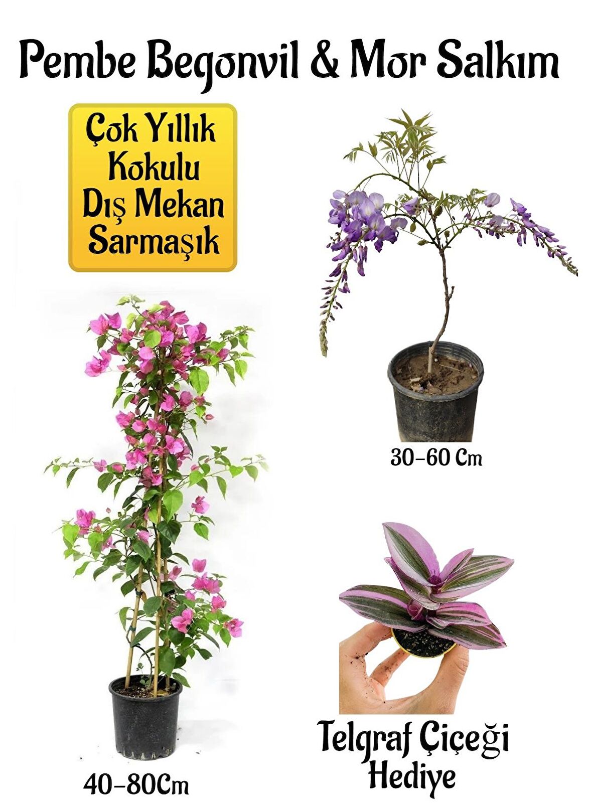 Pembe Begonvil Çiçeği+Mor Salkım Ağacı Fidanı Telgraf Çiçeği Hediyeli Bahçe Peyzaj Seti