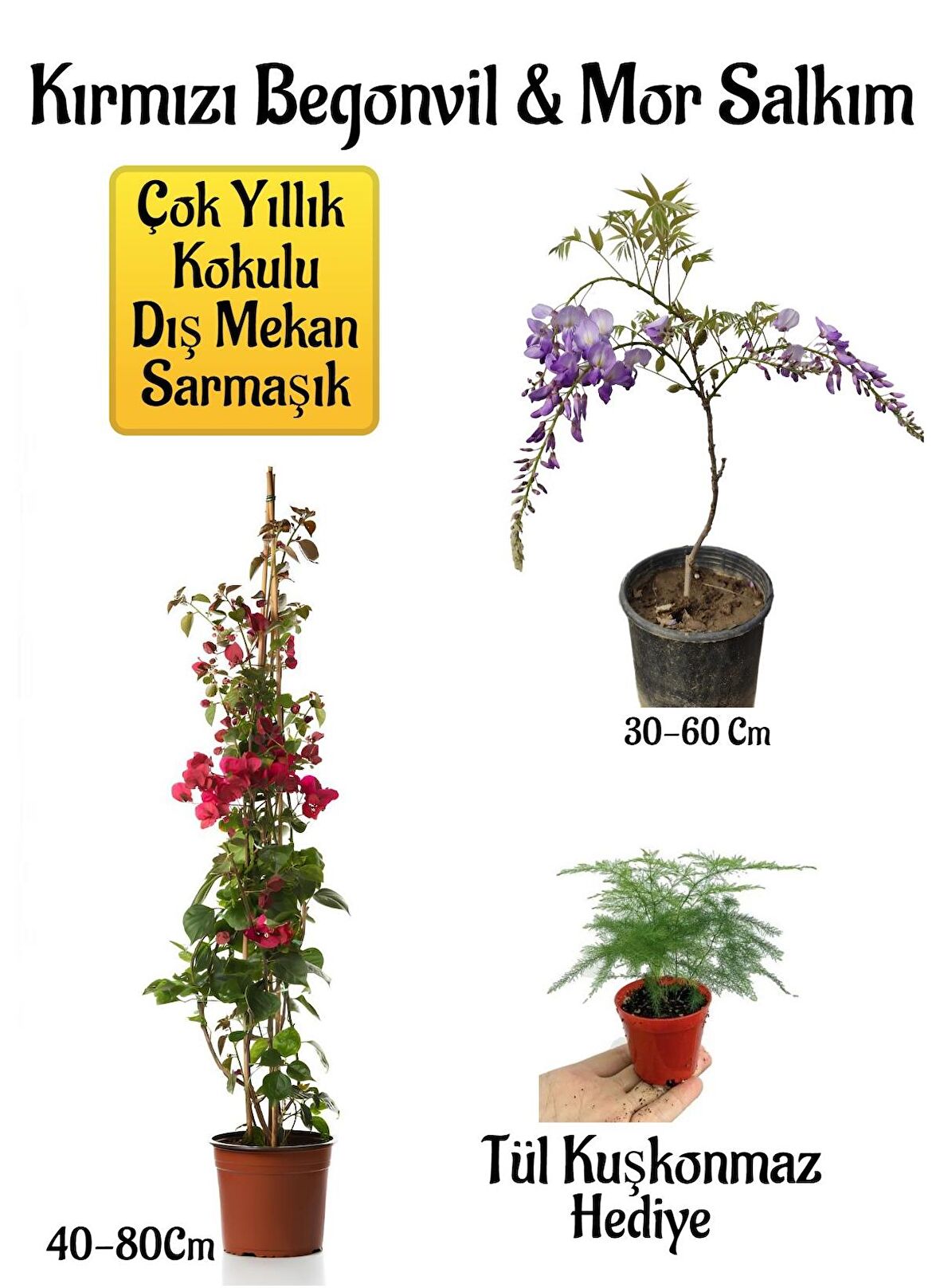 Kırmızı Begonvil Çiçeği+Mor Salkım Ağacı Fidanı Tül Kuşkonmaz Hediyeli Bahçe Peyzaj Seti