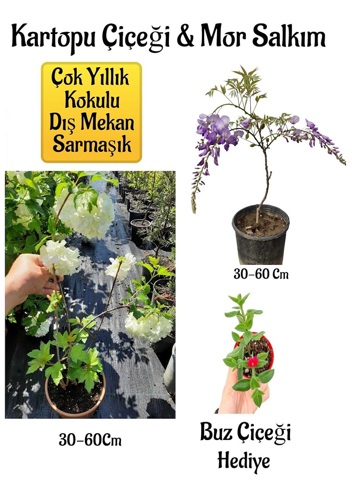 Kokulu Kartopu Çiçeği+Mor Salkım Ağacı Fidanı Buz Çiçeği Hediyeli Peyzaj Seti