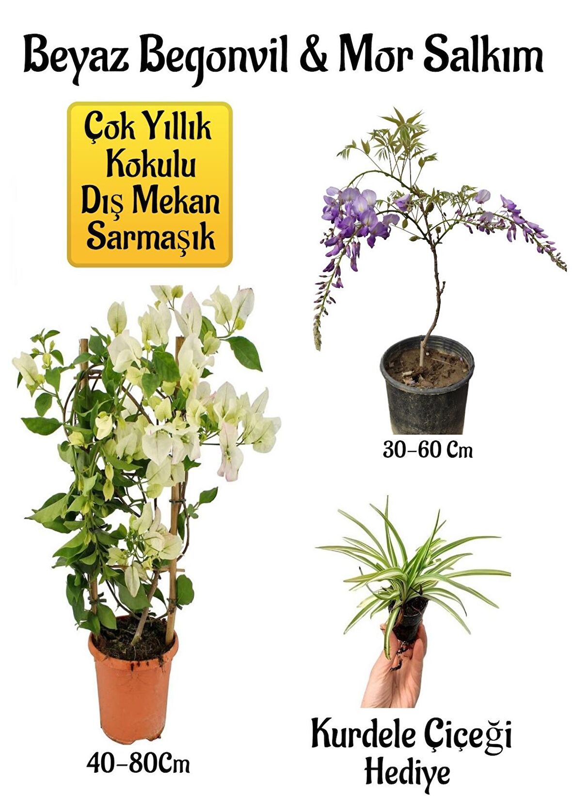 Beyaz Begonvil Çiçeği+Mor Salkım Ağacı Fidanı Kurdele Çiçeği Hediyeli Bahçe Peyzaj Seti