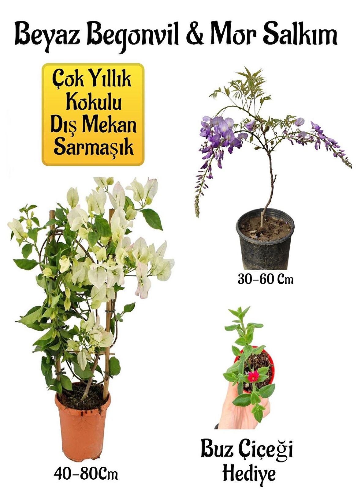 Beyaz Begonvil Çiçeği+Mor Salkım Ağacı Fidanı Buz Çiçeği Hediyeli Bahçe Peyzaj Seti