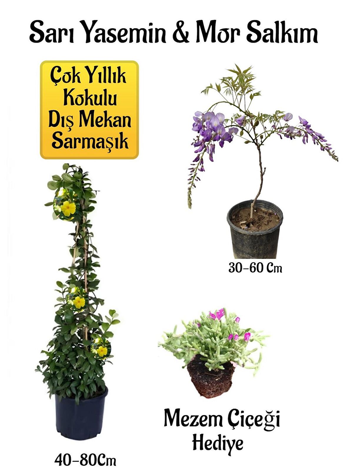 Sarı Yasemin Çiçeği+Mor Salkım Ağacı Fidanı+Mezem Çiçeği Hediyeli Peyzaj Seti