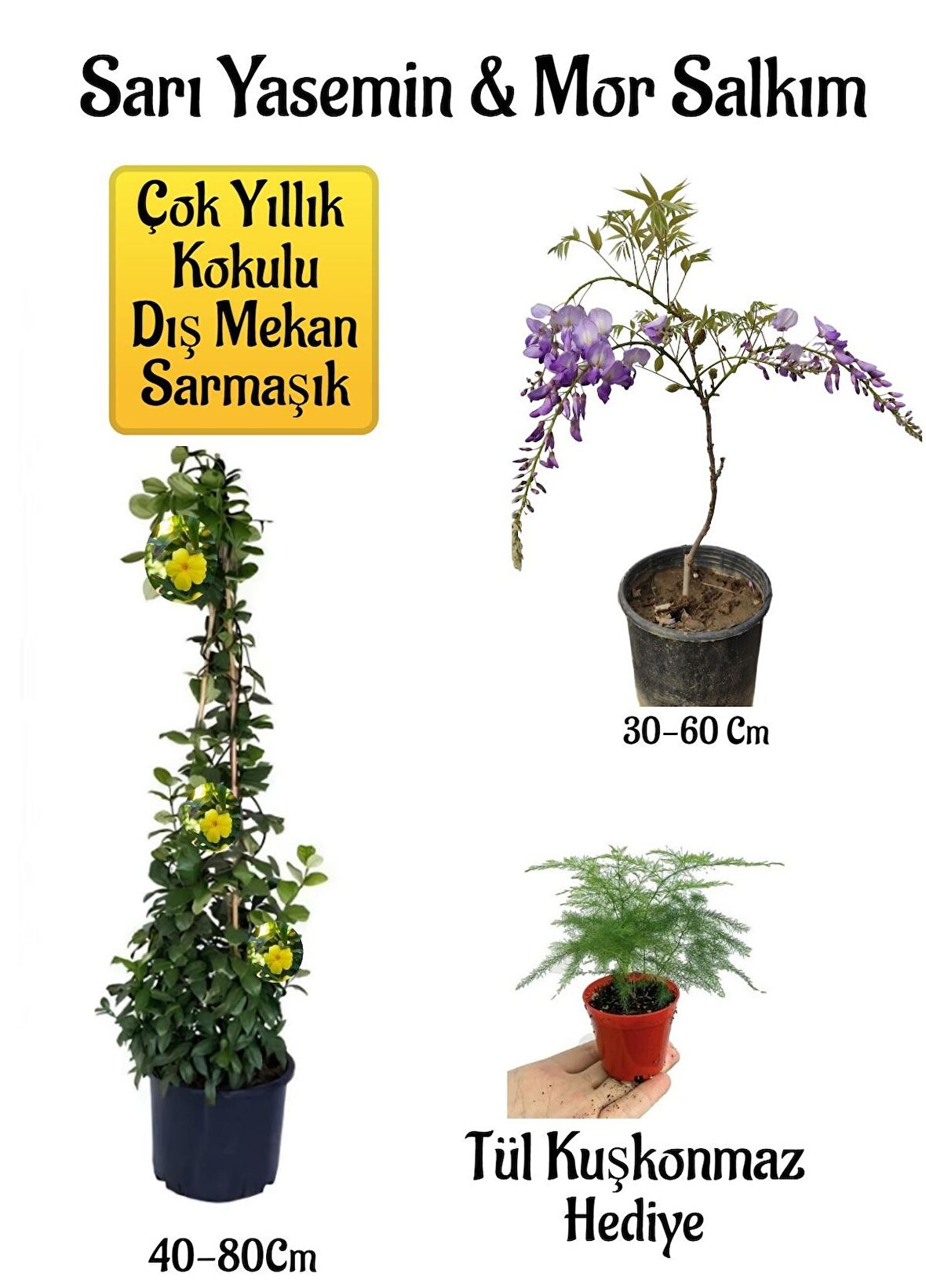 Sarı Yasemin Çiçeği+Mor Salkım Ağacı Fidanı+ Tül Kuşkonmaz Hediyeli Peyzaj Seti