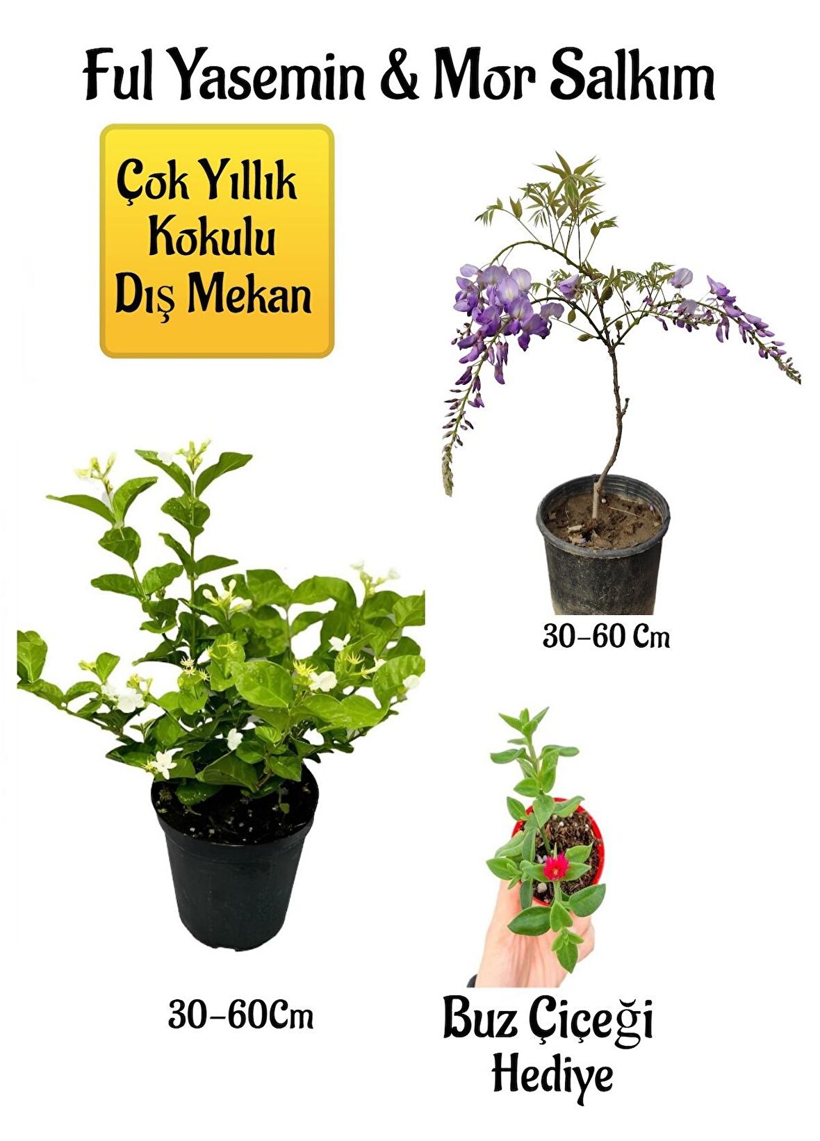 Kokulu Ful Yasemin Çiçeği+Mor Salkım Ağacı Fidanı Buz Çiçeği Hediyeli Peyzaj Seti