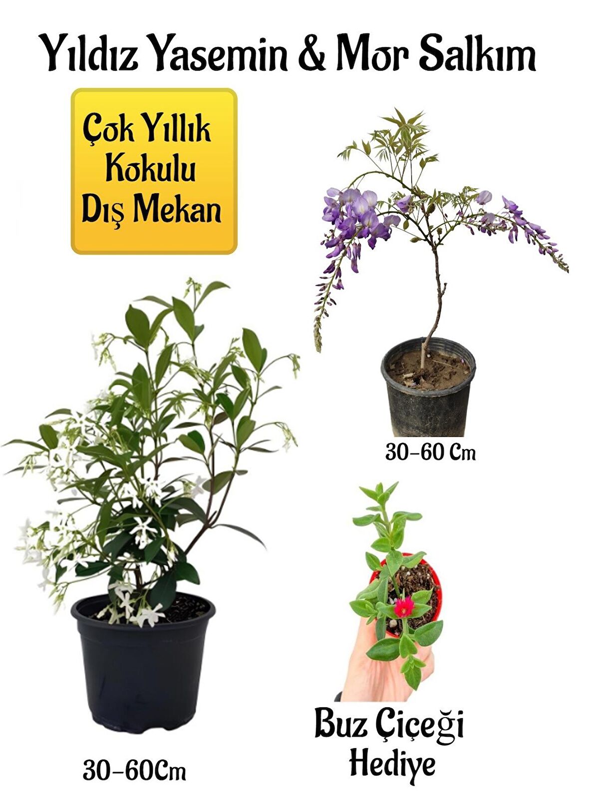Kokulu Yıldız Yasemin Çiçeği+Mor Salkım Ağacı Fidanı Buz Çiçeği Hediyeli Peyzaj Seti