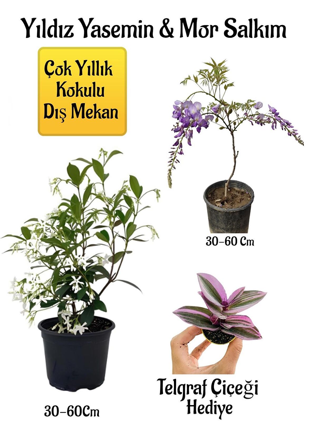 Kokulu Yıldız Yasemin Çiçeği+Mor Salkım Ağacı Fidanı Telgraf Çiçeği Hediyeli Peyzaj Seti