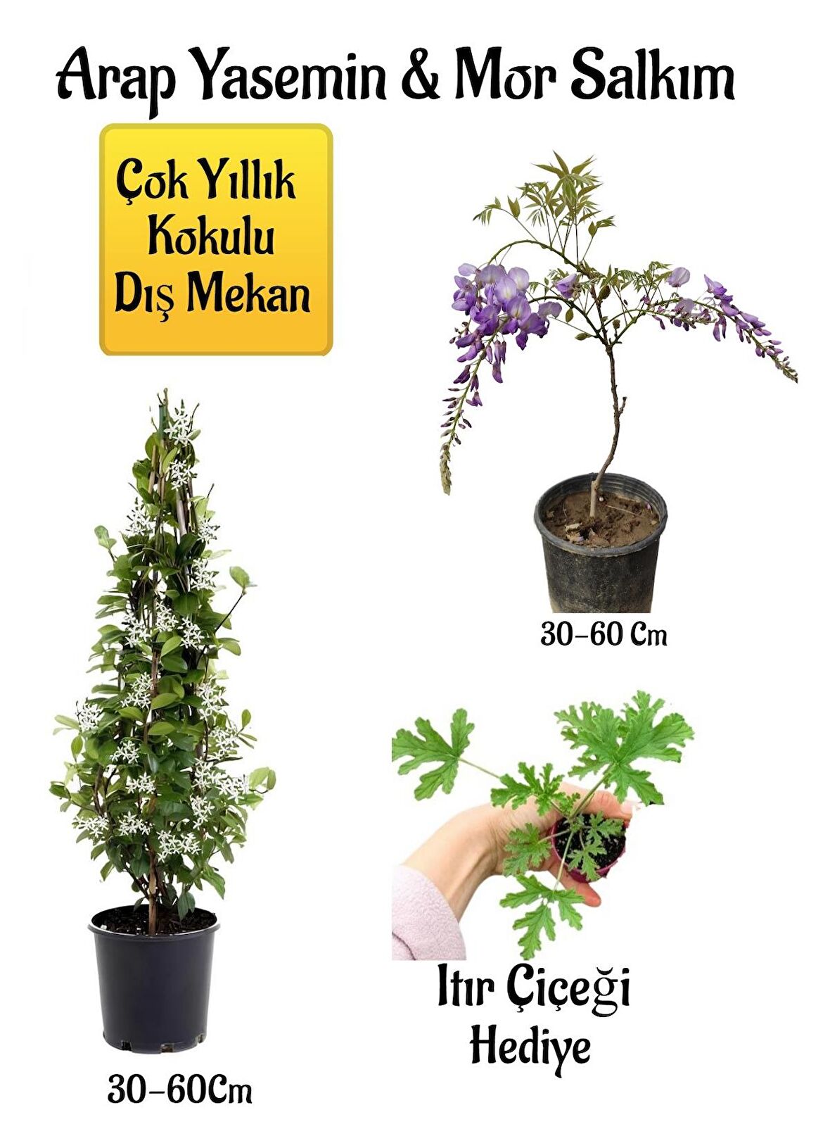 Kokulu Arap Yasemin Çiçeği+Mor Salkım Ağacı Fidanı Itır Çiçeği Hediyeli Peyzaj Seti