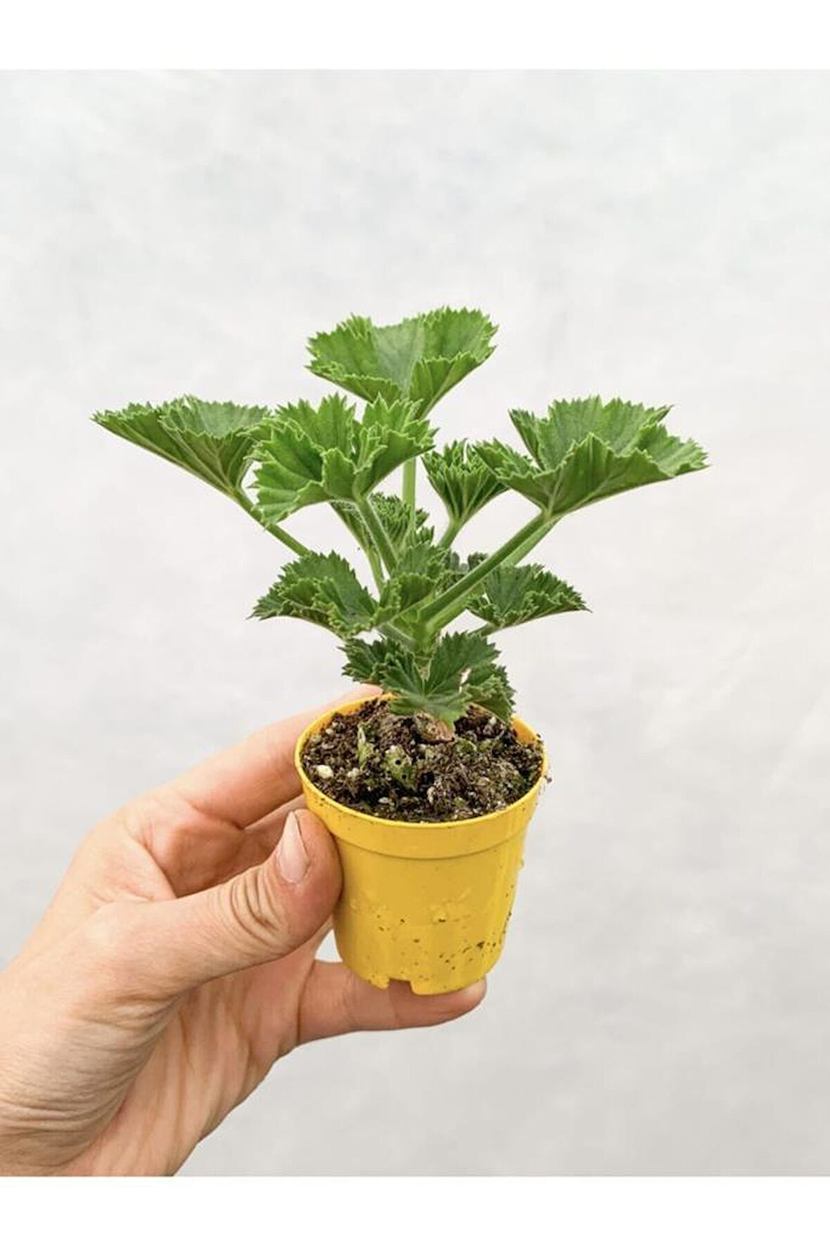 Karışık Renk Ceylangözü Sardunya Fidesi 8.5 Cm Saksıda