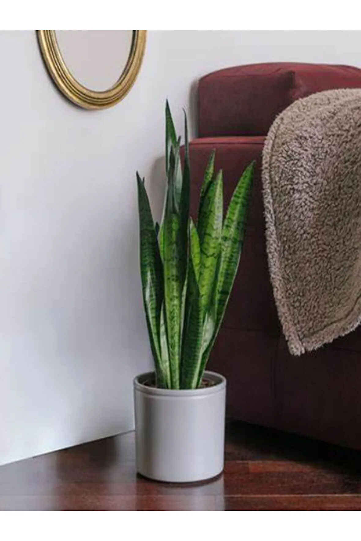 İç Mekan Uyumlu Yeşil Kılıç (Paşa Kılıcı) – 20-40 cm | Saksıda Canlı Bitki