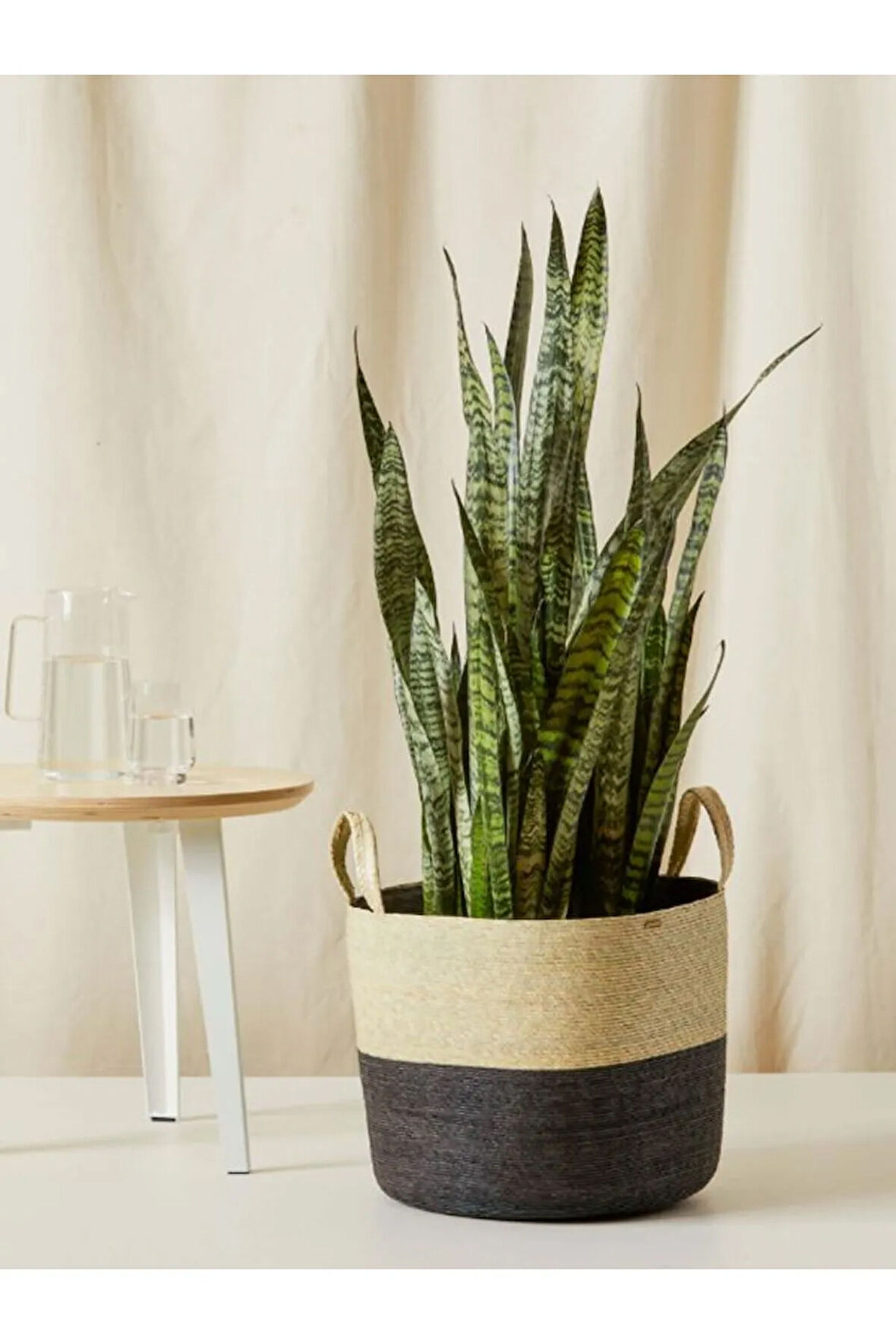 Yeşil Kılıç Bol Köklü 20-40cm Dolgun Bitki | Ev, Ofis, Salon Kullanımı