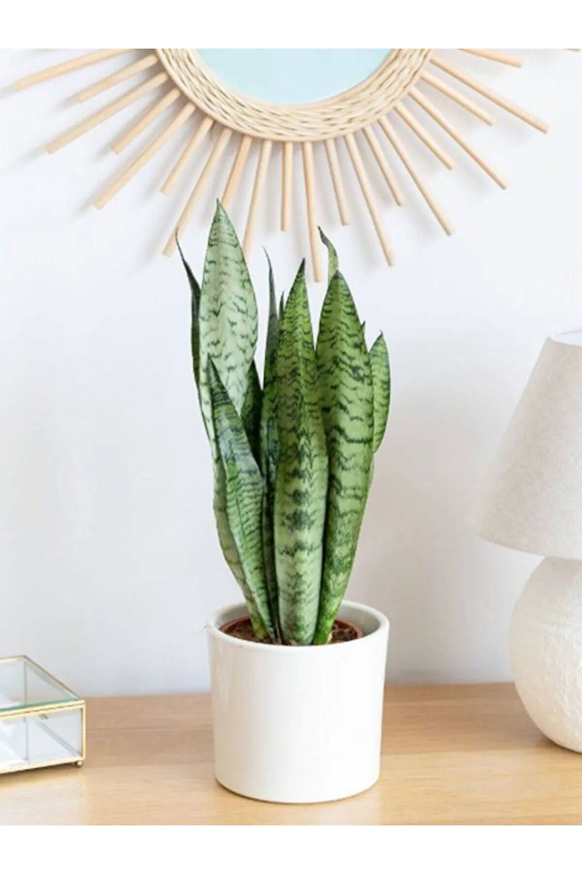 Yeşil Kılıç Bitkisi – Paşa Kılıcı (20-40 cm) | İç Mekan Saksı Çiçeği
