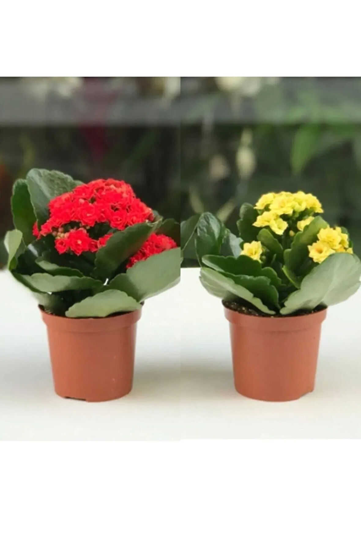 Çok Avantajlı Kalanchoe Çiçeği Kalanşo 2li Set Mini Saksılı Sarı Kırmızı
