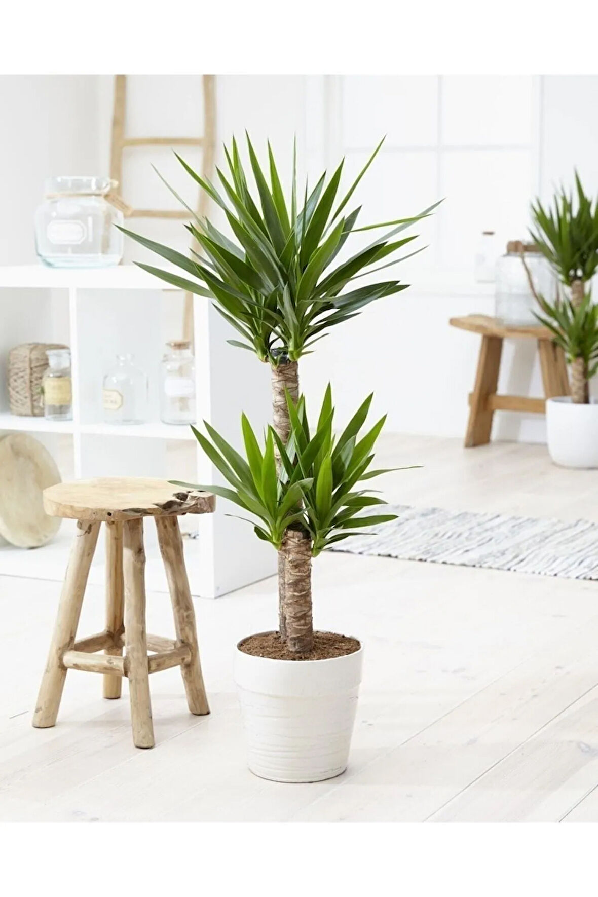 Çok Avantajlı Yuka Çiçeği Yucca 2 Li Dikim Iç Mekan Bitkisi 80-100cm