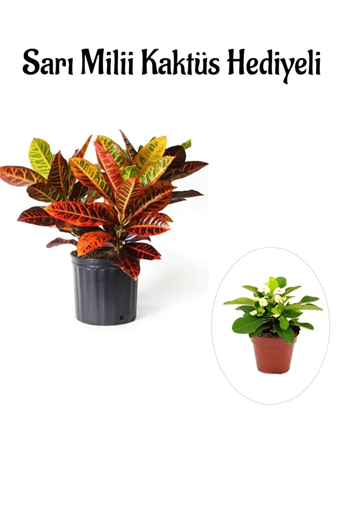 Harika Günümlü Kraton Çiçeği Bitkisi Sevgililer Gününe Özel Sarı Milii HEDİYELİ