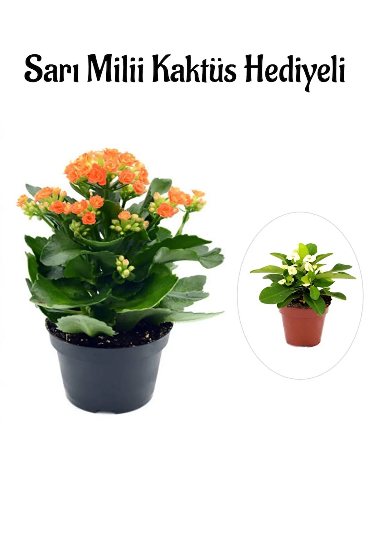 Kadınlar Gününe Özel Turuncu Kalanşo-emel Hanım Çiçeği Sarı Milli Kaktüs Hediyeli