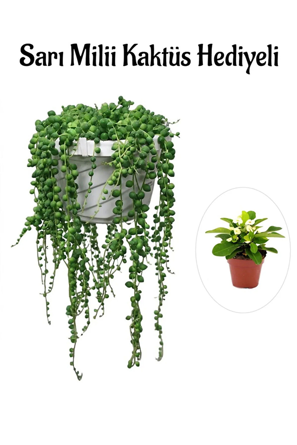 Kadınlar Gününe Özel Tespih| Boncuk| Bezelya Çiçeği Bitkisi Sarı Milli Hediyeli