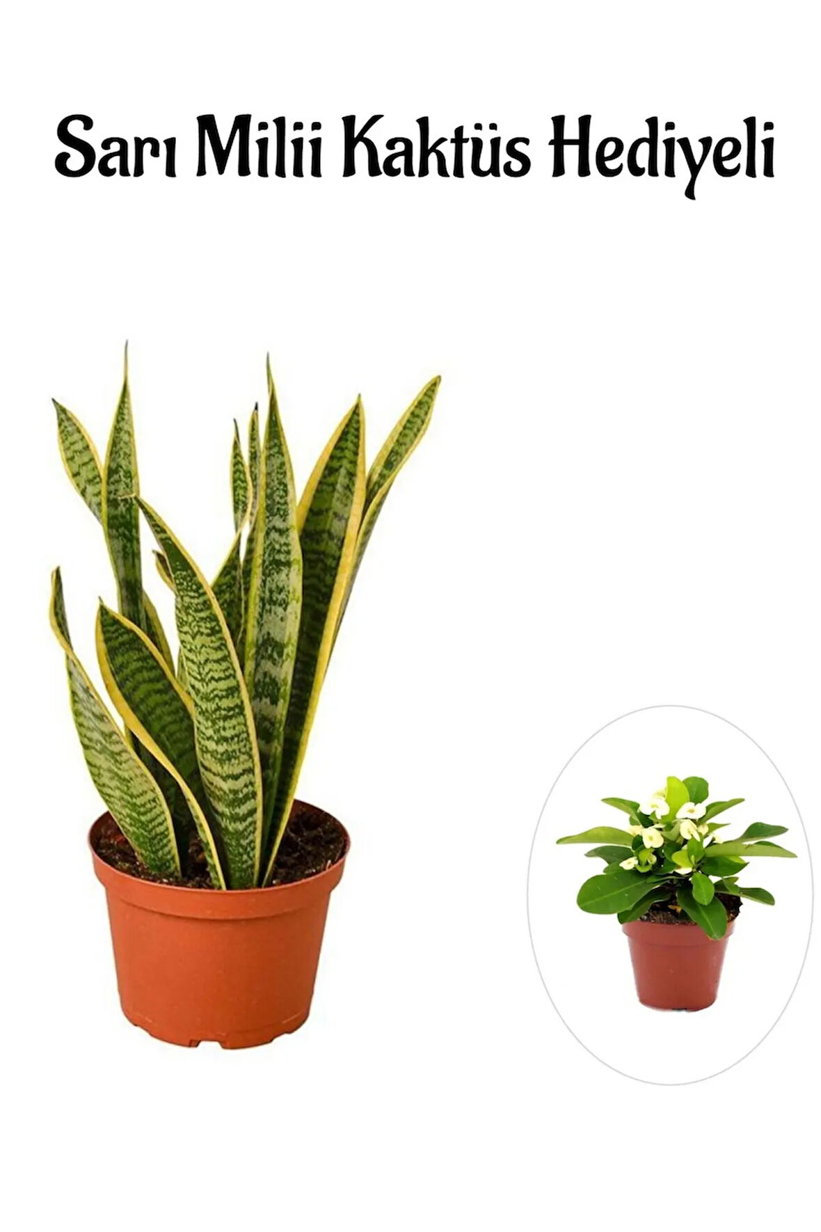 Hediyelik Sarı Alacalı Paşa Kılıcı Bitkisi Sevgililer Gününe Özel Sarı Milli HEDİYELİ