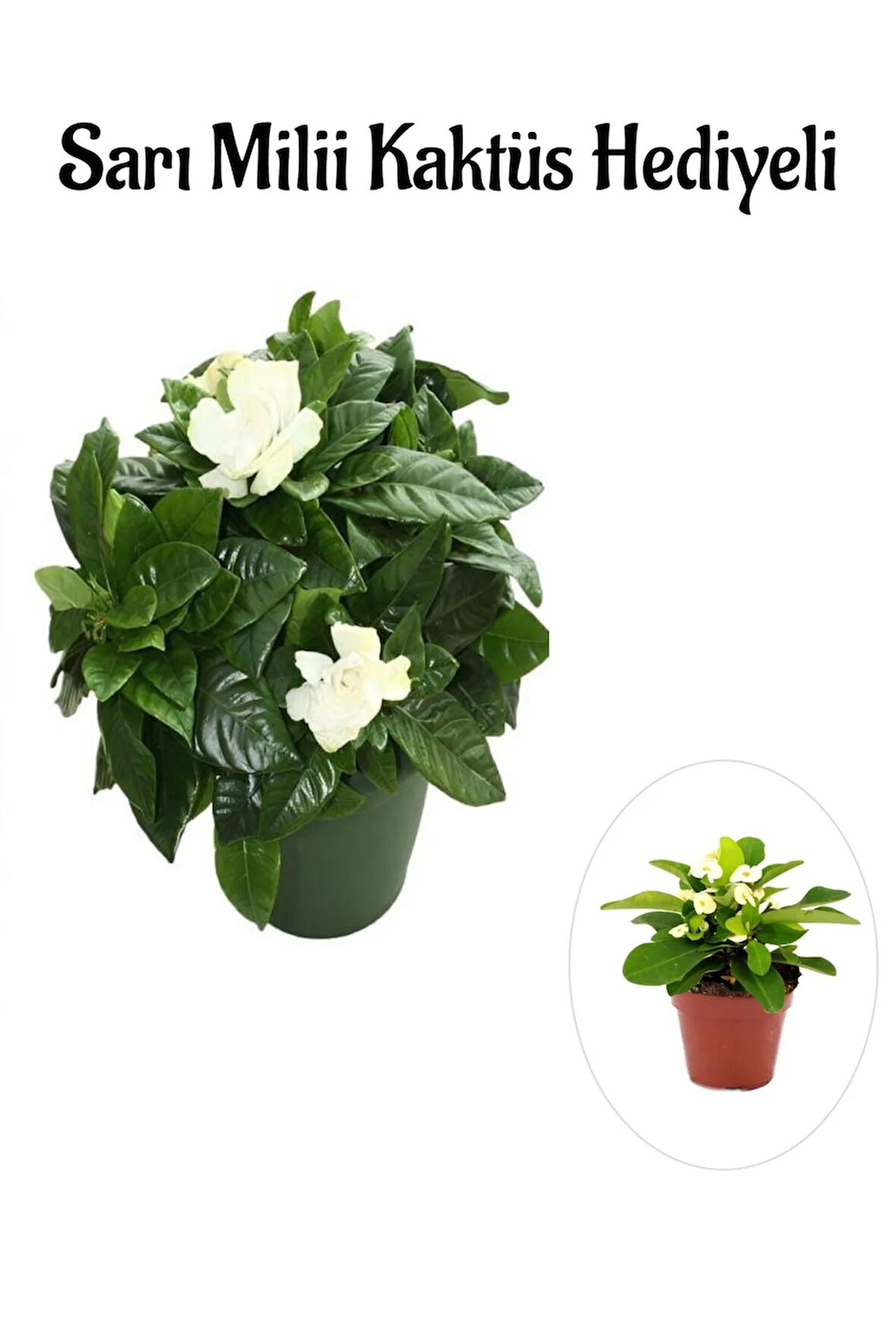 Kadınlar Gününe Özel Yoğun Kokulu Gardenya Çiçeği Sarı Milii Kaktüs Hediyeli