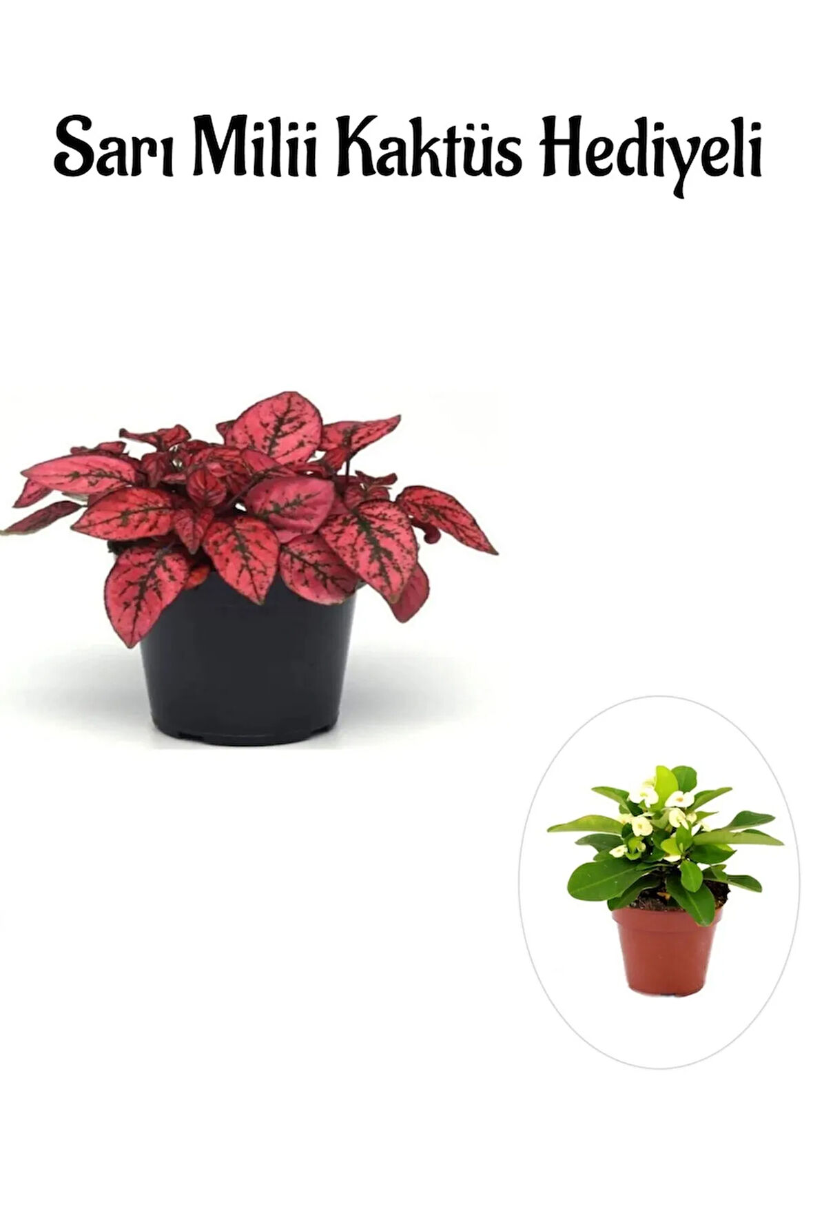 Kırmızı Renk Zarif Yapraklı Hostes Çiçeği Sevgililer Gününe Özel Sarı Milli HEDİYELİ