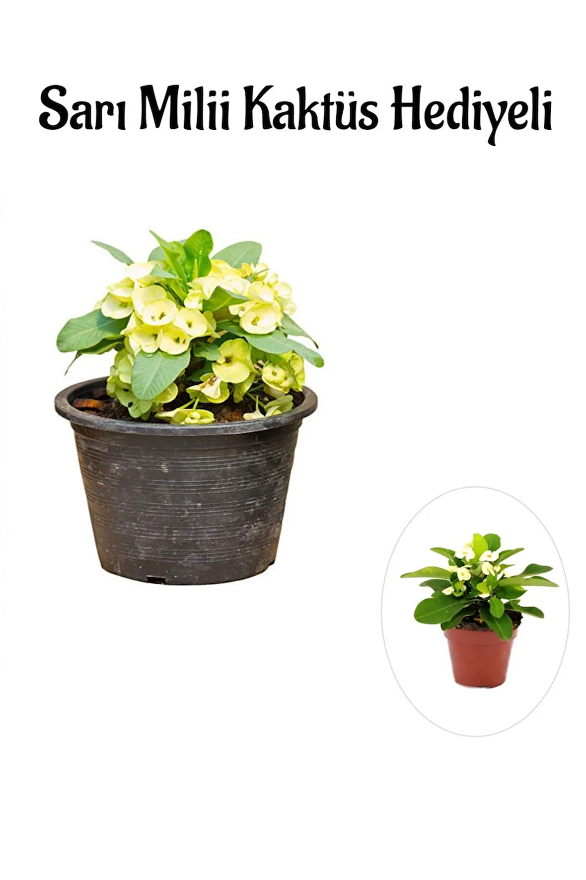 Sarı Çiçekli Milli Dikenler Tacı Sevgililer Gününe Özel Sarı Milii Kaktüs HEDİYELİ