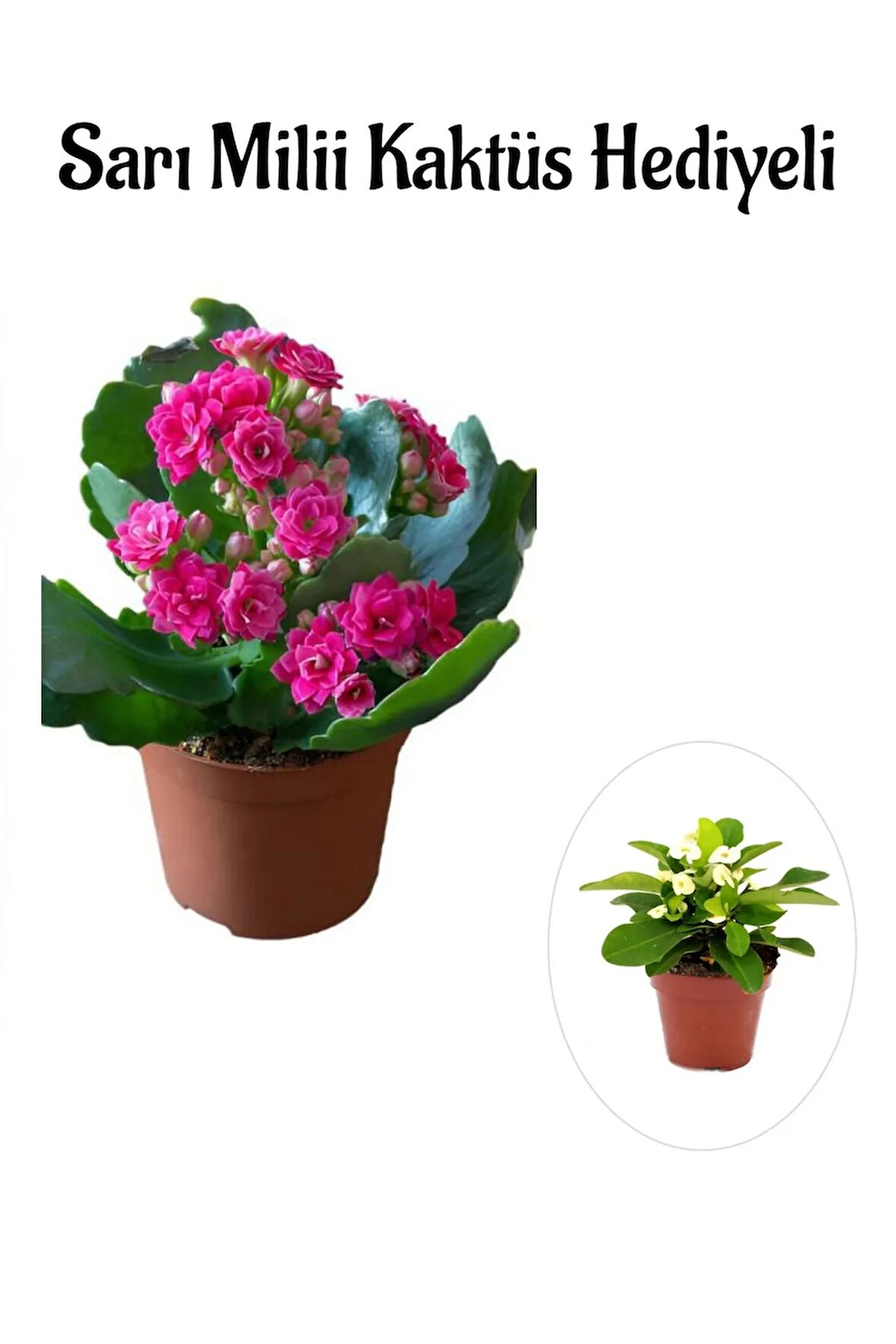 Kadınlar Gününe Özel Pembe Renk Kalanşo-emel Hanım Çiçeği Sarı Milii Hediyeli