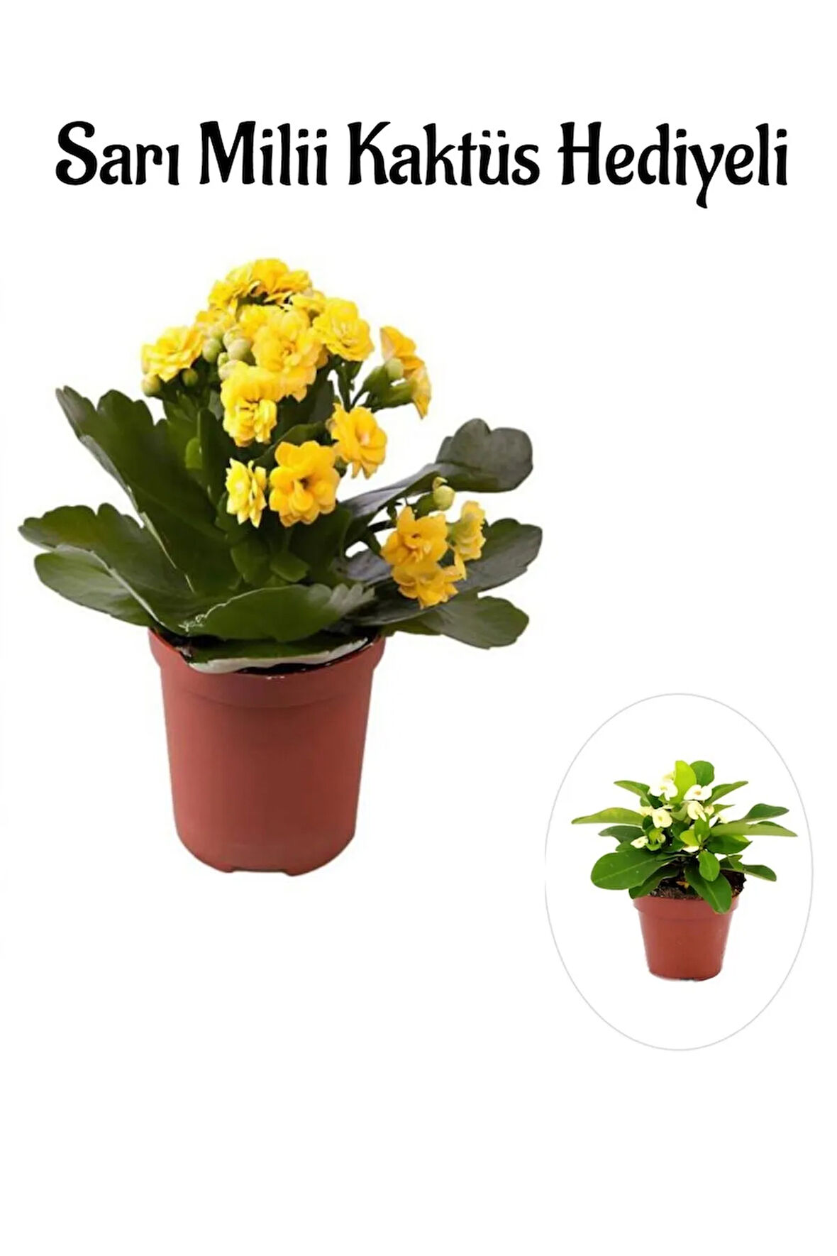 Kadınlar Gününe Özel Sarı Renk Kalanşo-emel Hanım Çiçeği Sarı Milli Hediyeli