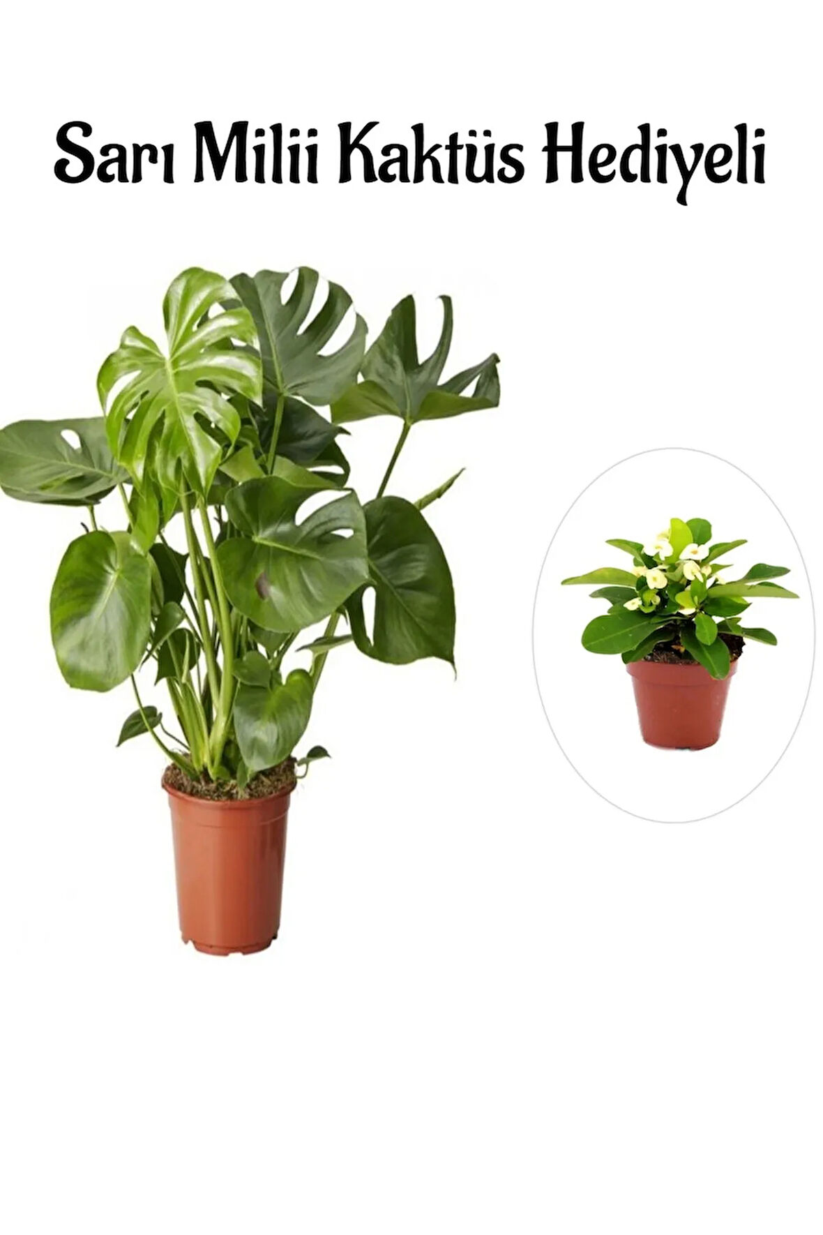 Kadınlar Gününe Özel Parlak Geniş Yapraklı Deve Tabanı Bitkisi Sarı Milli Hediyeli