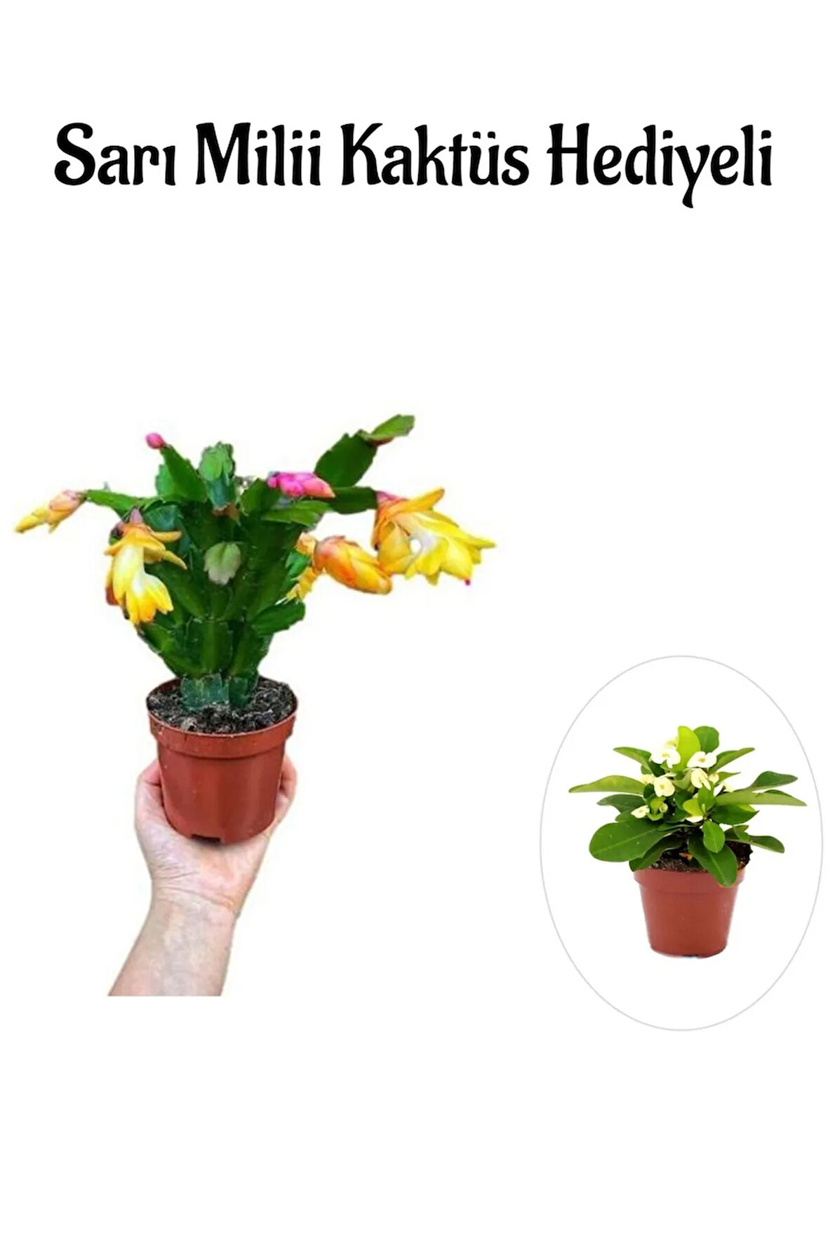 Avantajlı Kadınlar Gününe Özel Sarı Renk Yılbaşı Çiçeği Sarı Milii Kaktüs
