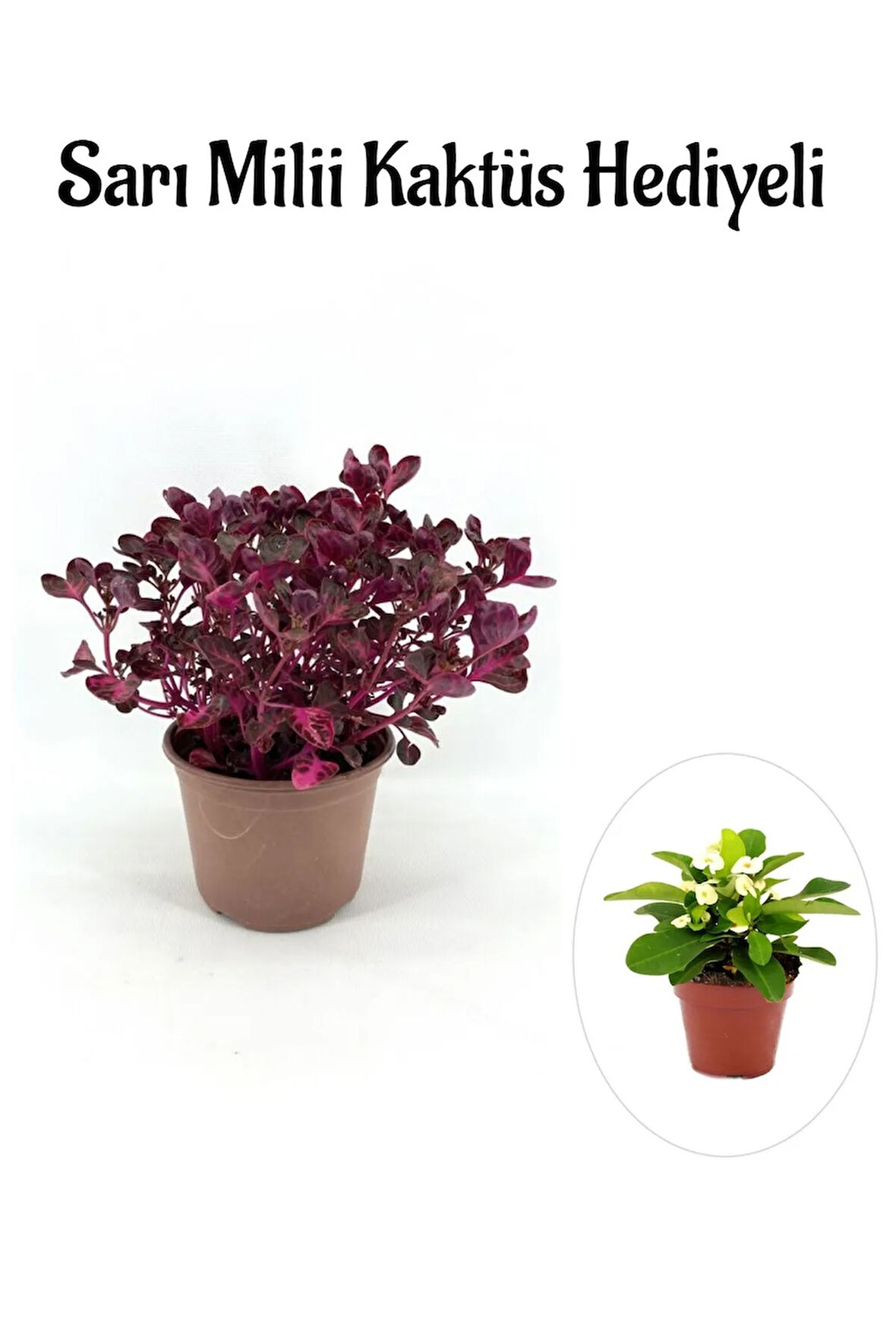 Avantajlı Öğretmenler Gününe Özel Çingene Şalvarı|iresine Herbtis Bitkisi Sarı Milli Kaktüs