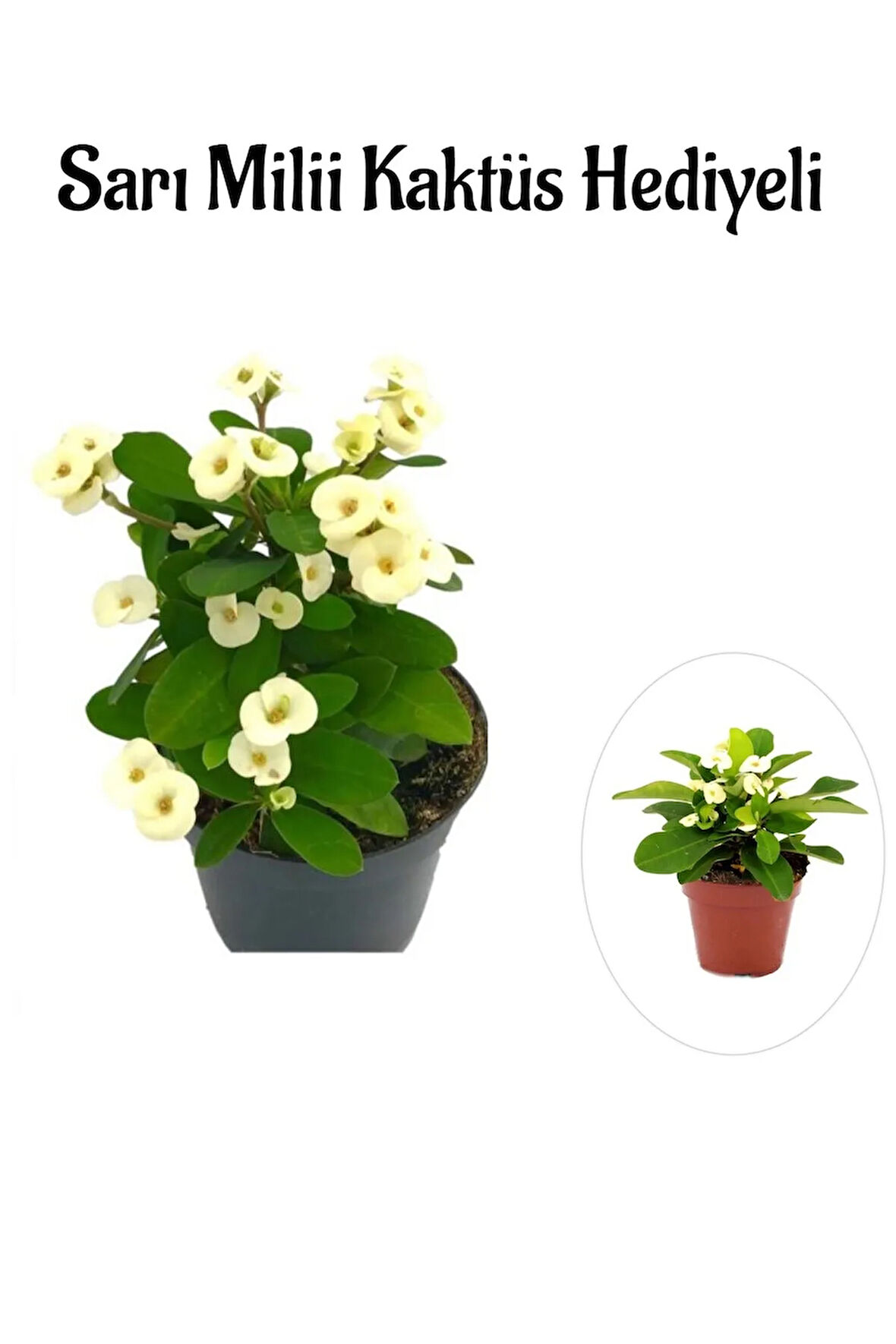 Beyaz Çiçekli Kaktüs Milli Dikenler Tacı Sevgililer Gününe Özel Sarı Milli HEDİYELİ