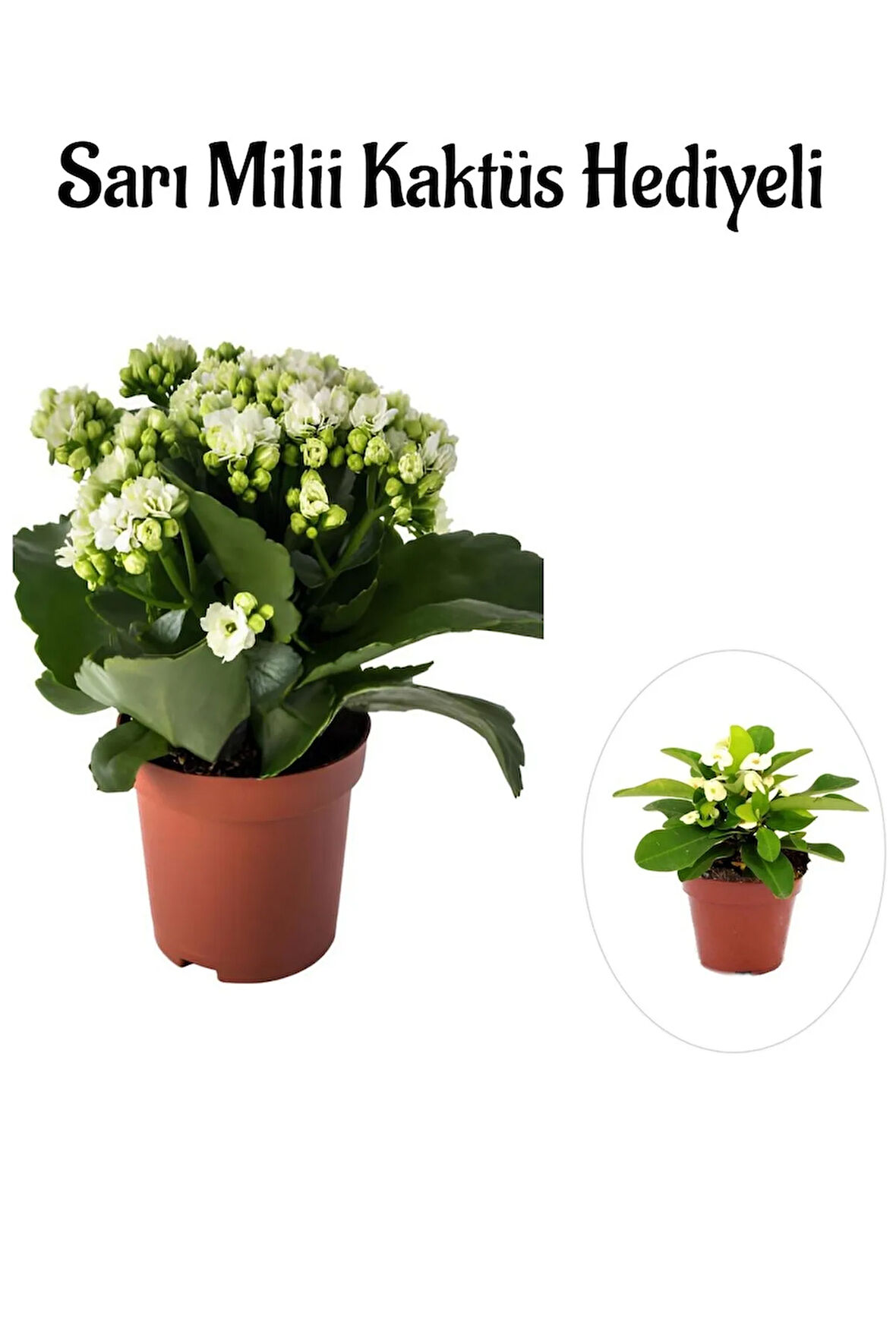 Kadınlar Gününe Özel Beyaz Renk Kalanşo-emel Hanım Çiçeği Sarı Milli Hediyeli