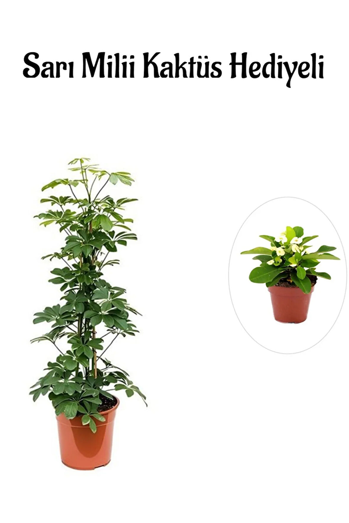 Hediyelik Yeşil Şeflera Bitkisi Sevgililer Gününe Özel Sarı Milli Kaktüs HEDİYELİ