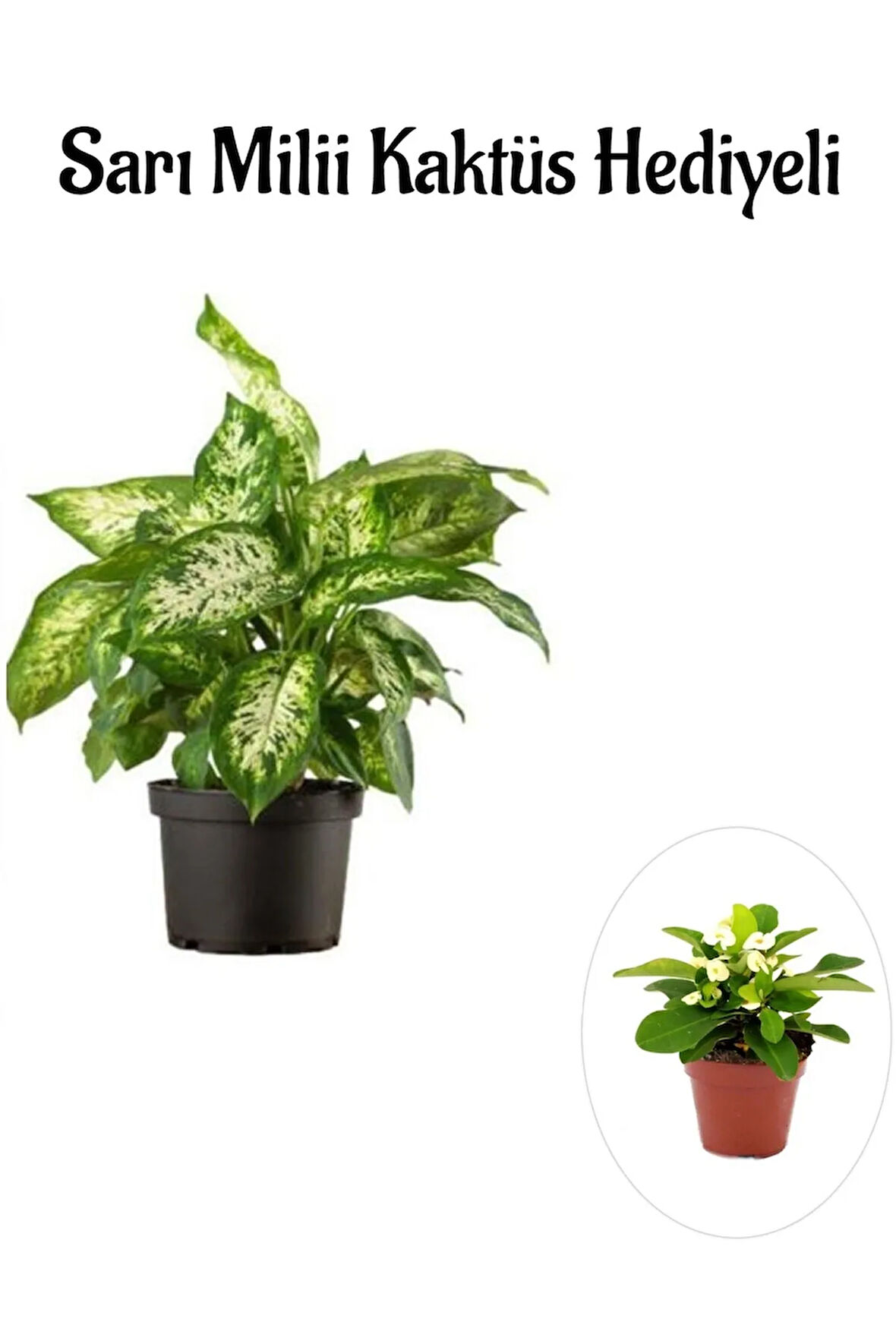 Hediyelik Zarif Yapraklı Difenbahya Bitkisi Sevgililer Gününe Özel Sarı Milli Kaktüs HEDİYELİ