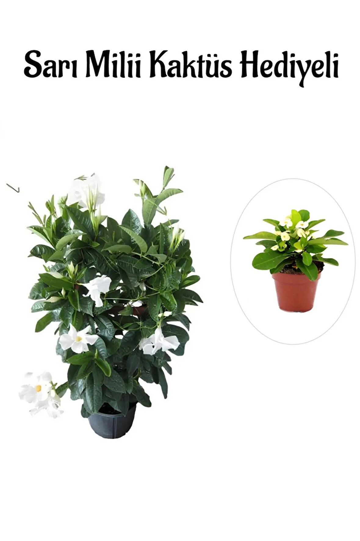Kokulu Beyaz Mandevilla Sarmaşığı Sevgililer Gününe Özel Sarı Milli Kaktüs HEDİYELİ