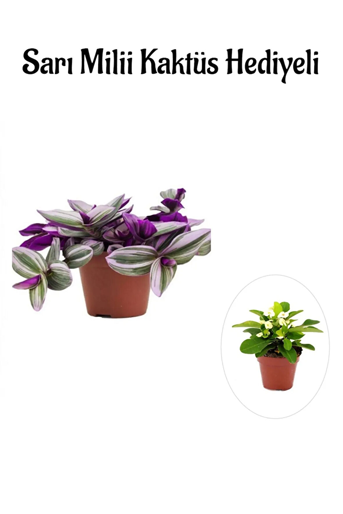 Pembe Renk Telgraf(Nanouk) Çiçeği Sevgliler Gününe Özel Sarı Milii Kaktüs HEDİYELİ