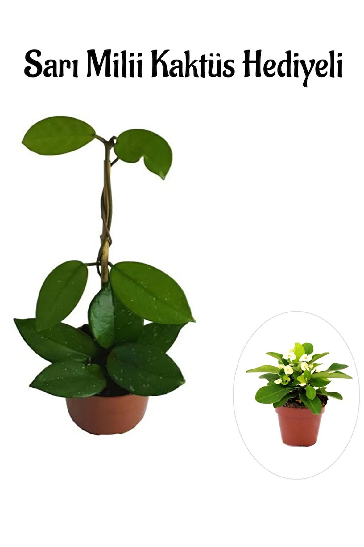 Kadınlar Gününe Özel Beyaz Renk Hoya-mum Çiçeği Sarı Milli Kaktüs Hediyeli