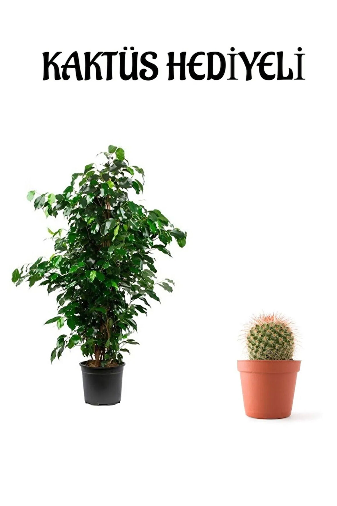Yeşil Renk Benjamin Bitkisi Sevgililer Gününe Özel Kaktüs Hediyeli