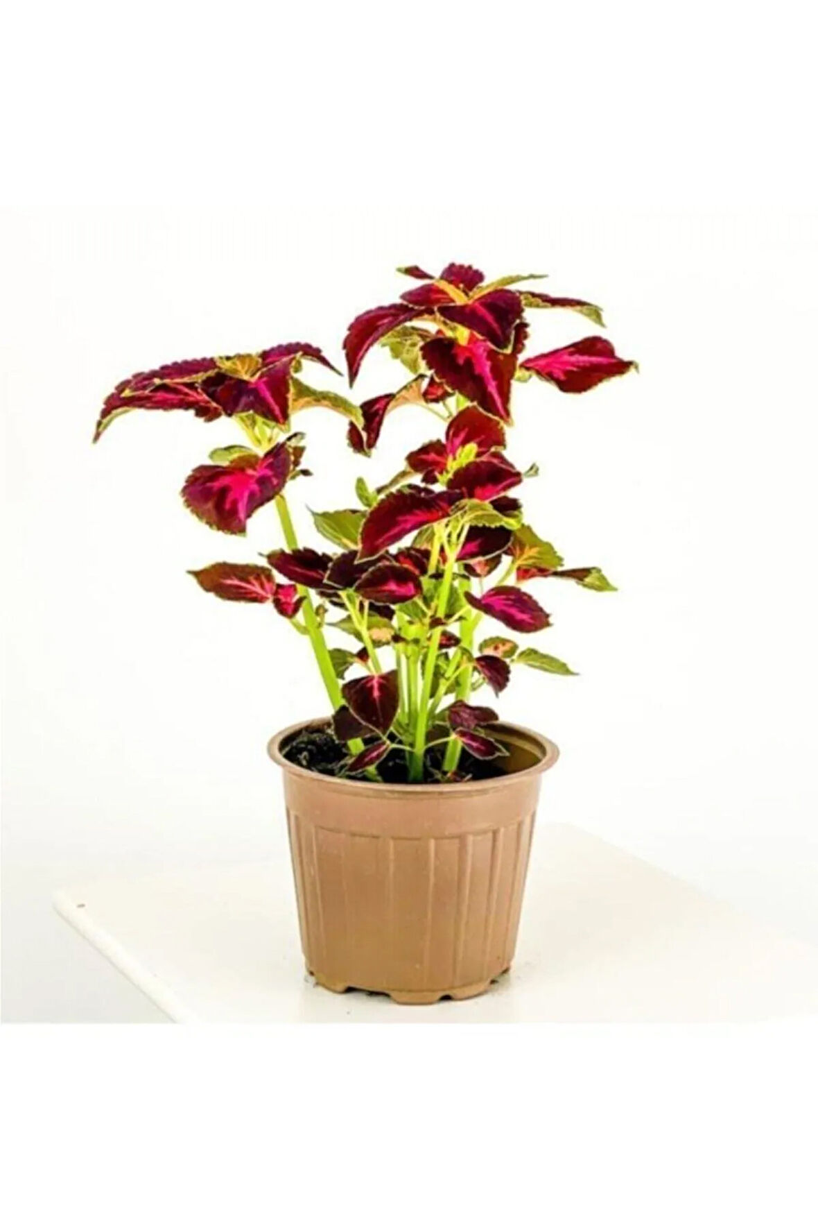 Kampanyalı Yaprağı Güzel Yaprak Güzeli Kolyos Çingene Şalvarı Ikili Set