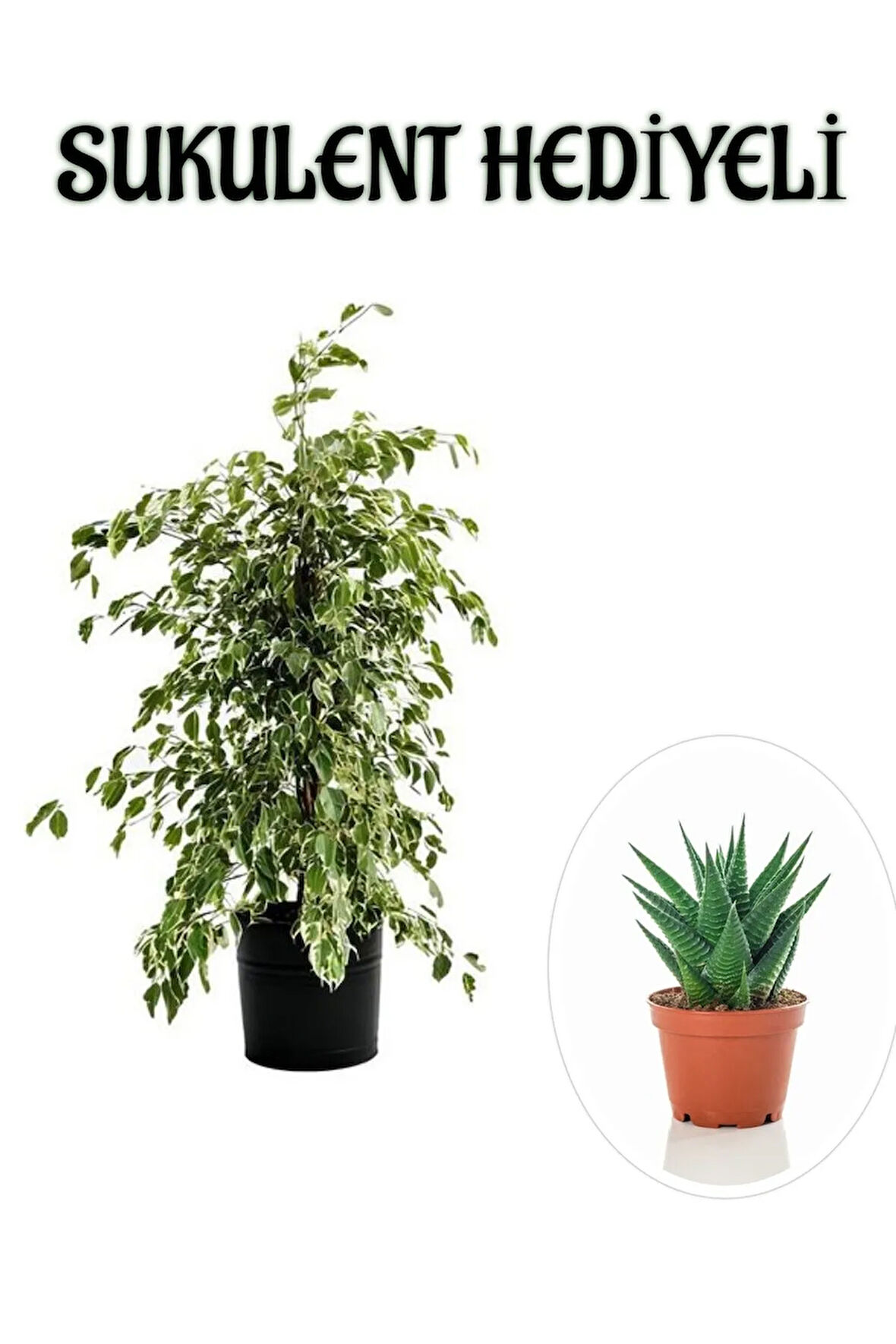 Hediyelik Beyaz Alacalı Benjamin Bitkisi Sevgililer Gününe Özel SUKULENT HEDİYELİ