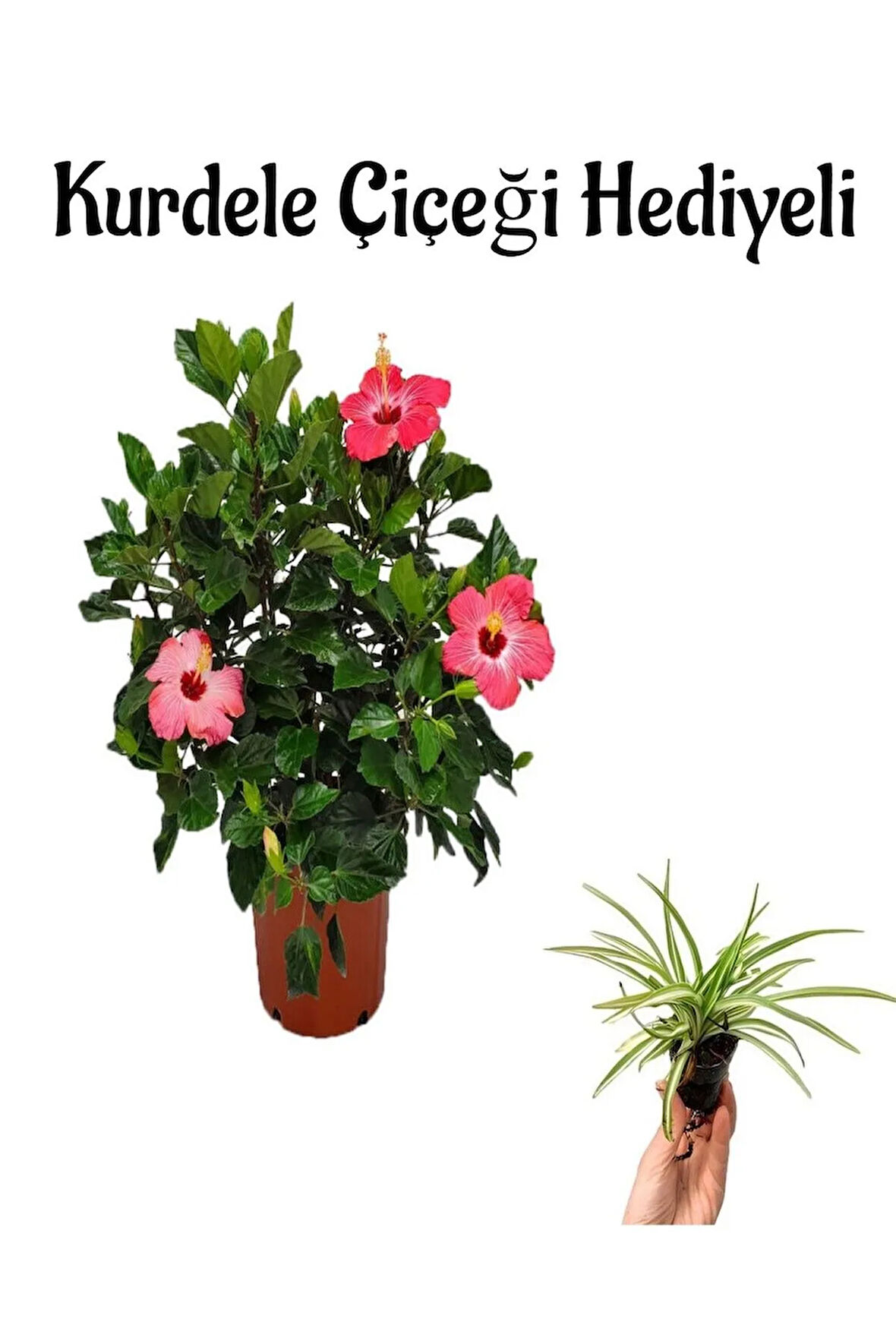 Kadınlar Gününe Özel Pembe Japon Gülü(HİBİSCUS ROSA) Kurdele Çiçeği Hediyeli