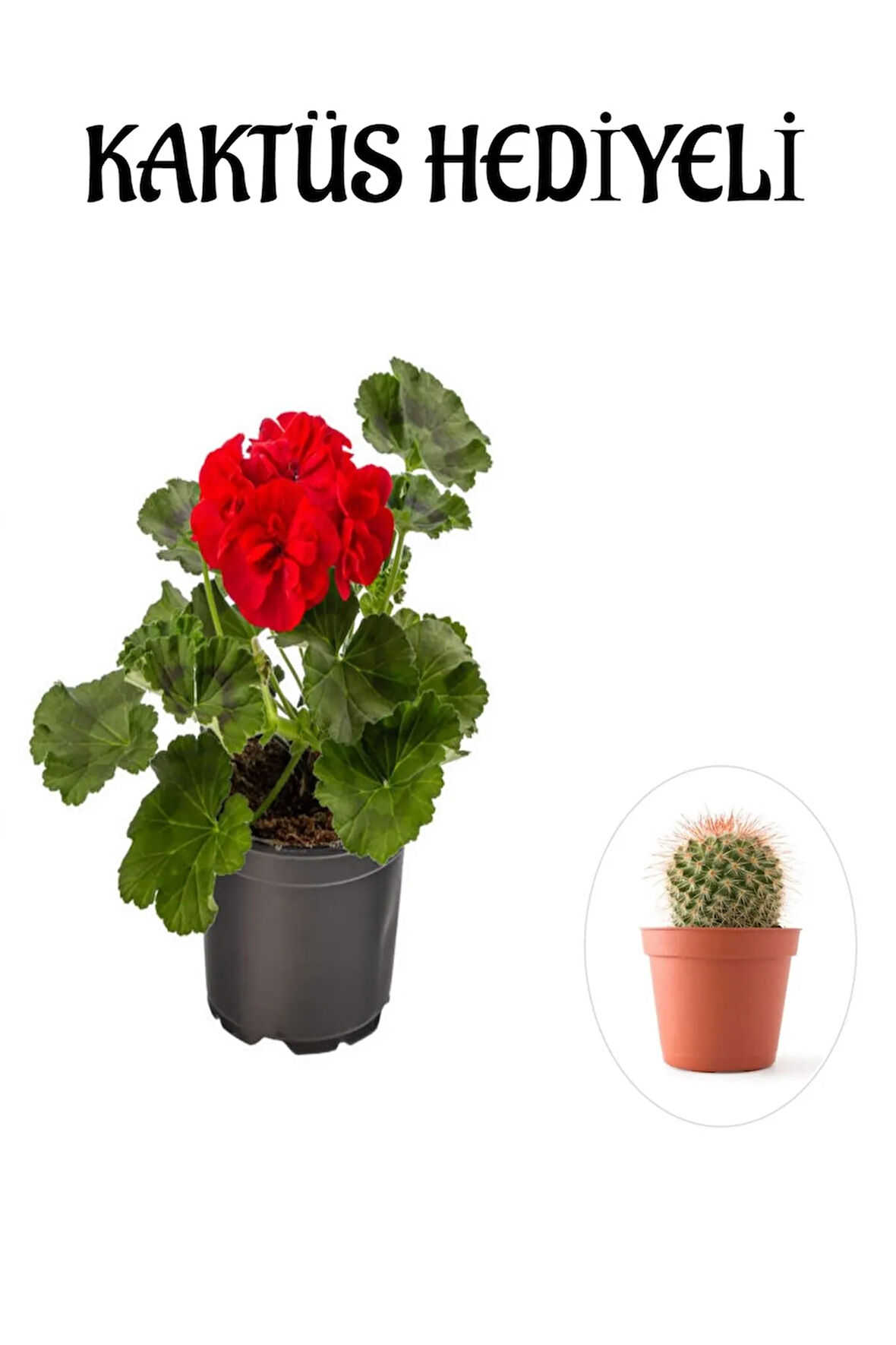 Hediyelik Kırmızı Sardunya Fidanı Sevgililer Gününe Özel KAKTÜS HEDİYELİ