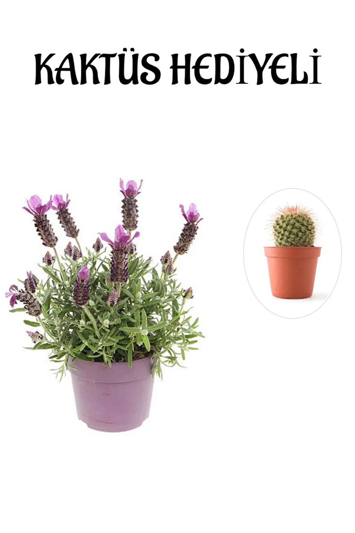 Mis Kokulu Mor Lavanta Fidanı Sevgililer Gününe Özel KAKTÜS HEDİYELİ