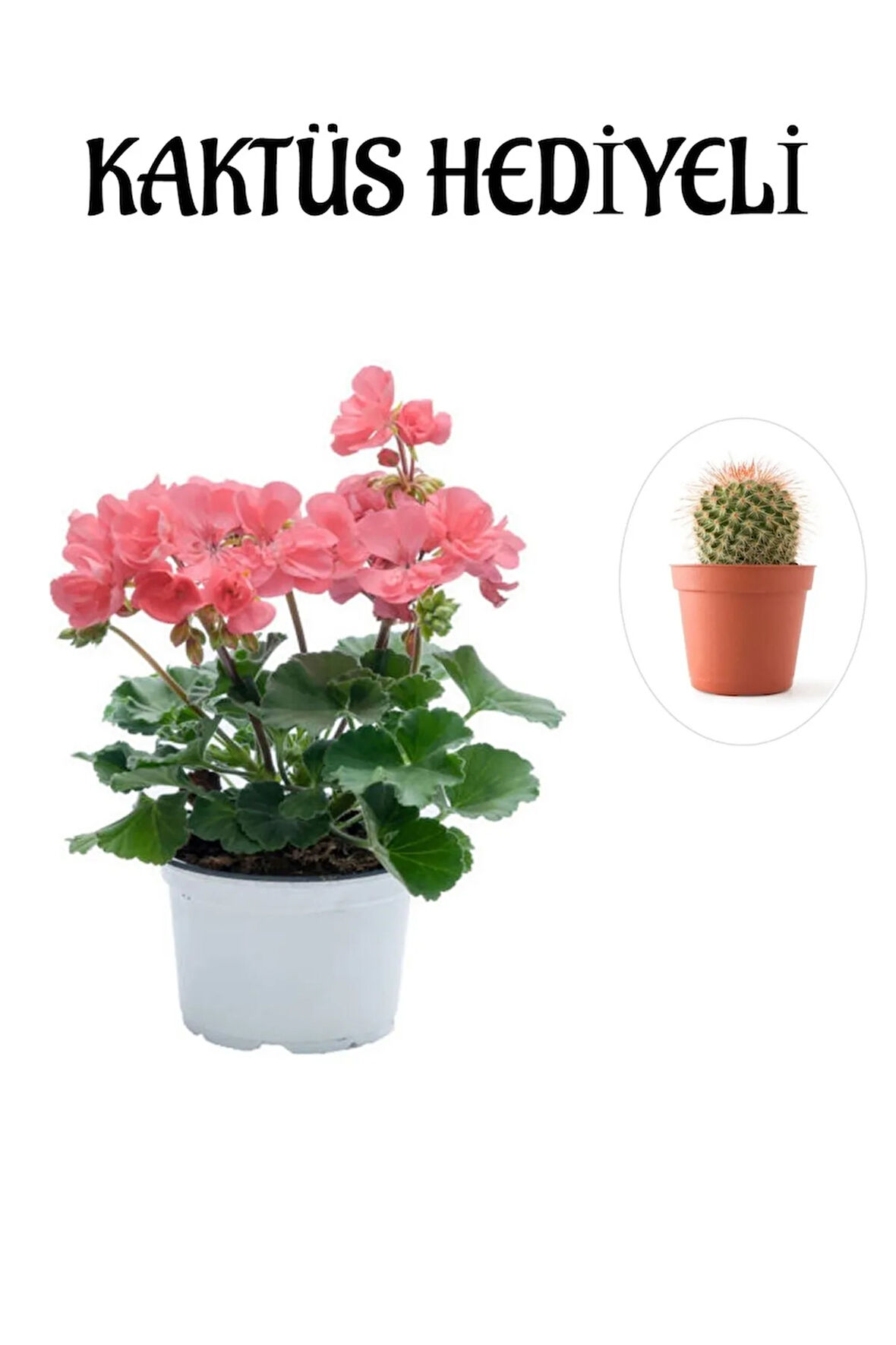 Hediyelik Toz Pembe Sardunya Çiçeği Sevgililer Gününe Özel KAKTÜS HEDİYELİ