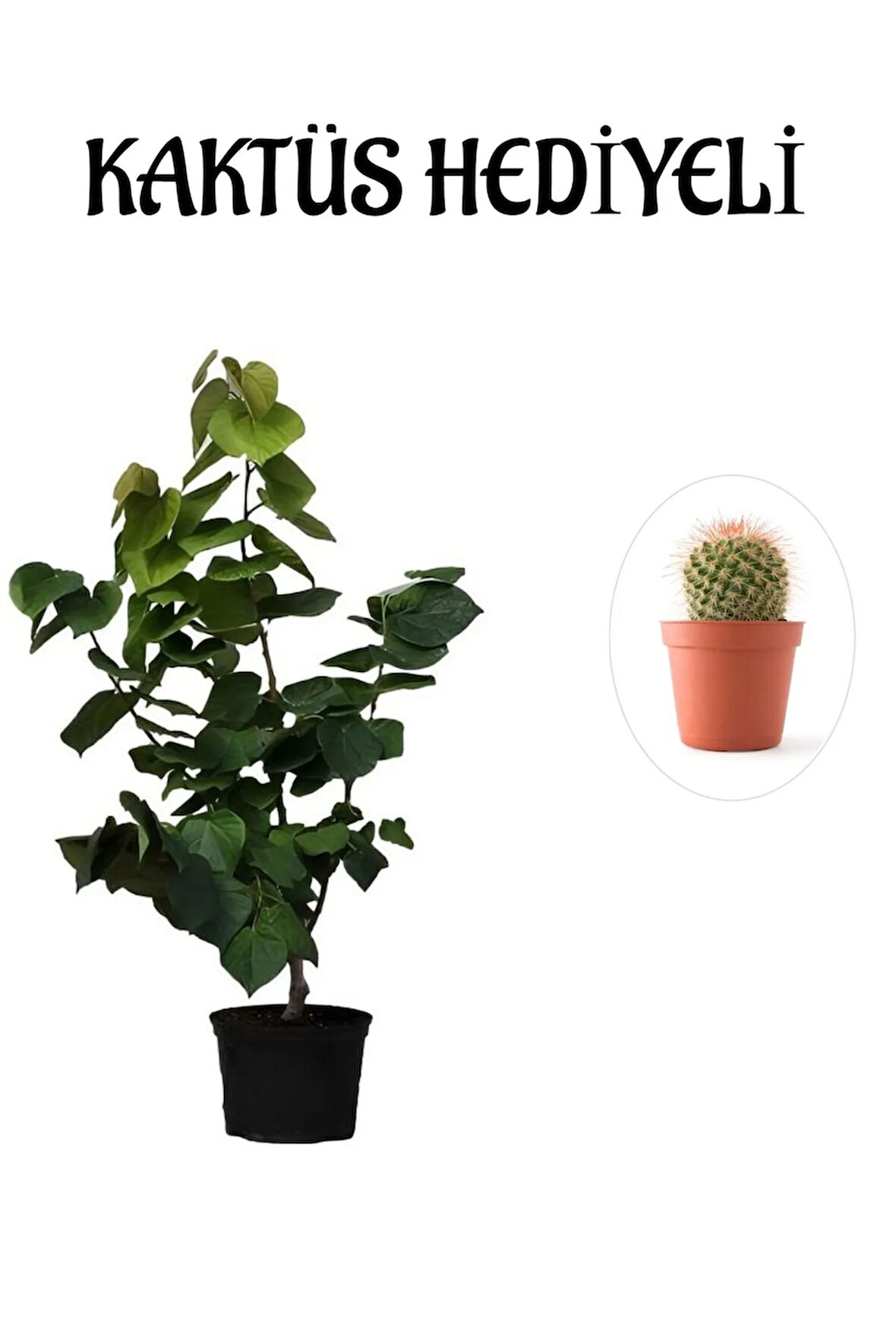 Harika Kokulu Mor Leylak Fidanı Sevgililer Gününe Özel KAKTÜS HEDİYELİ