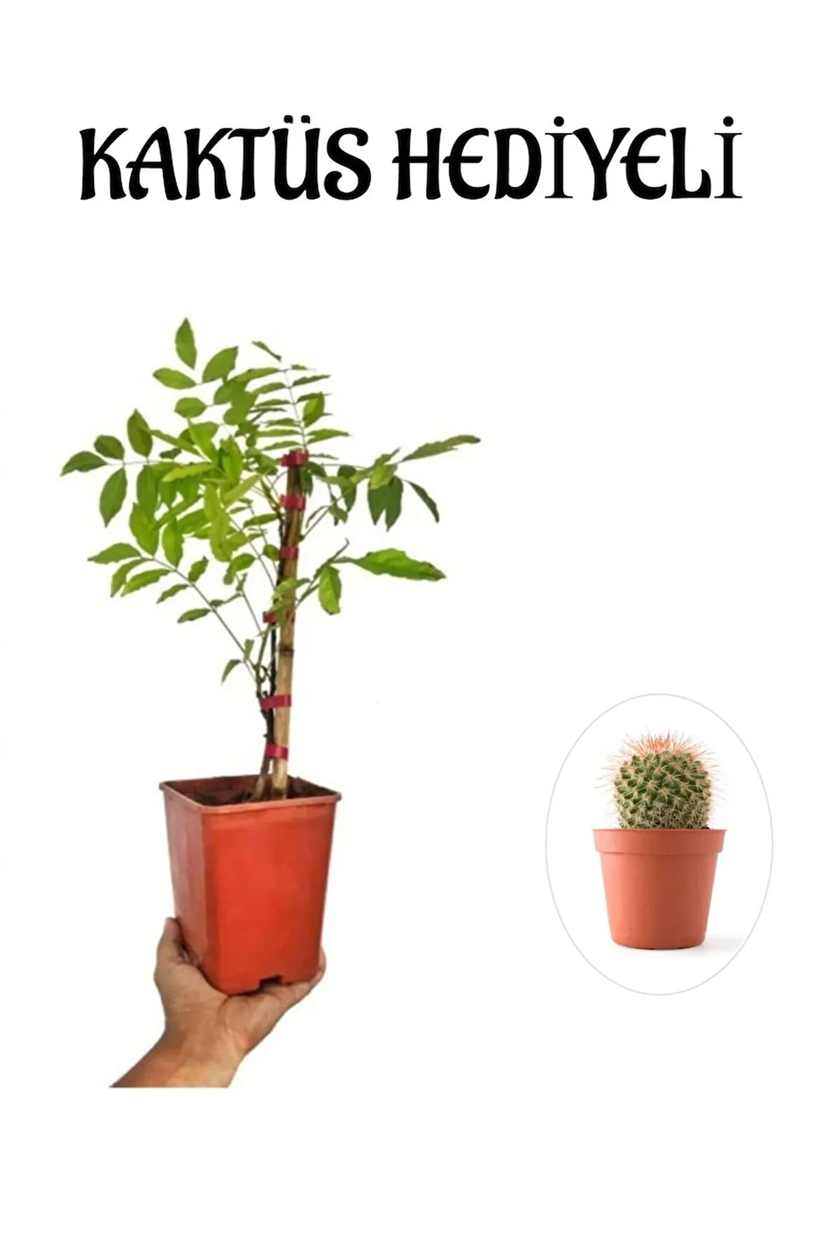 Mor Salkım Ağacı Fidanı Sevgililer Gününe Özel KAKTÜS HEDİYELİ