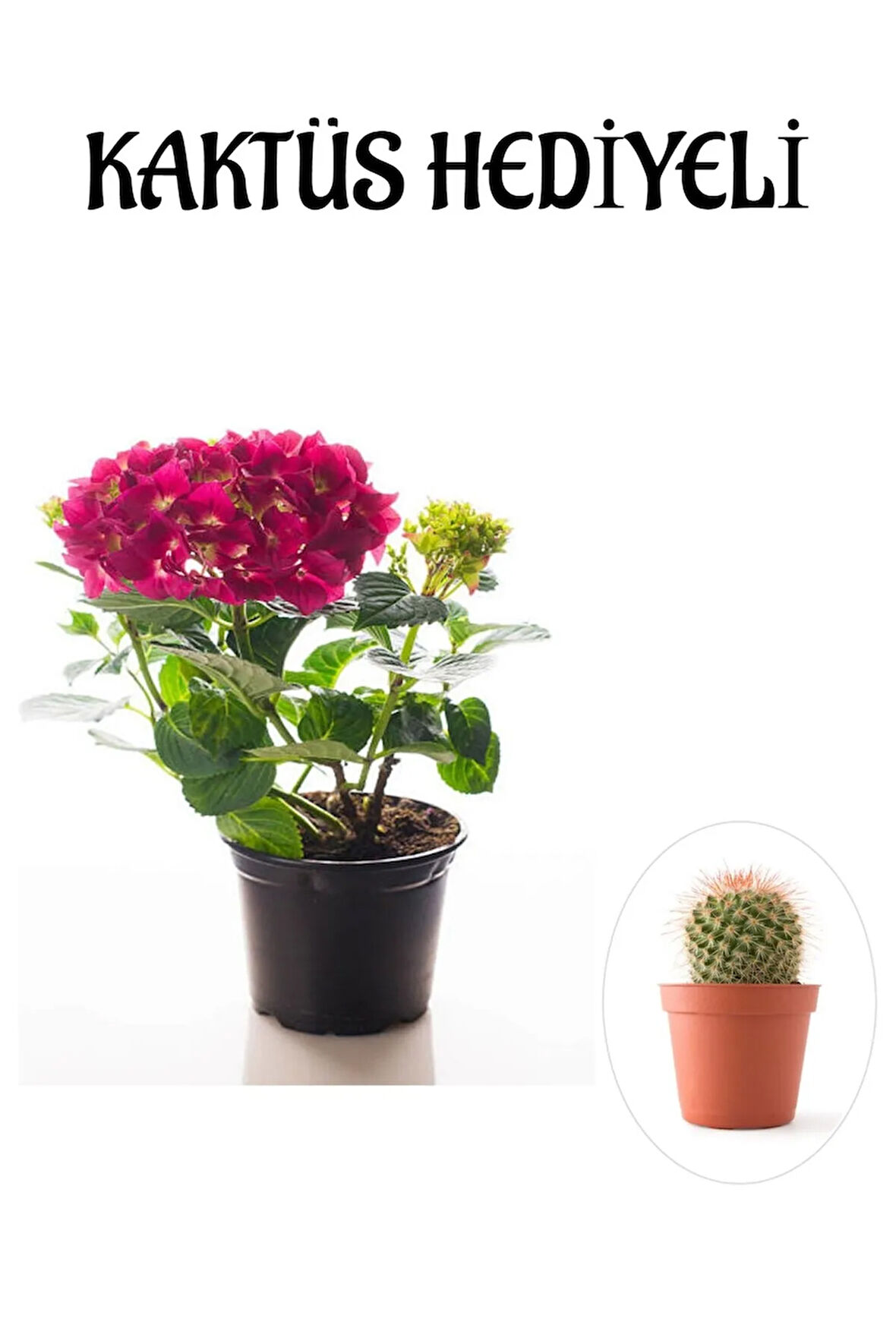 Sevgililer Gününe Özel Fuşya Renk Ortanca Çiçeği KAKTÜS HEDİYELİ