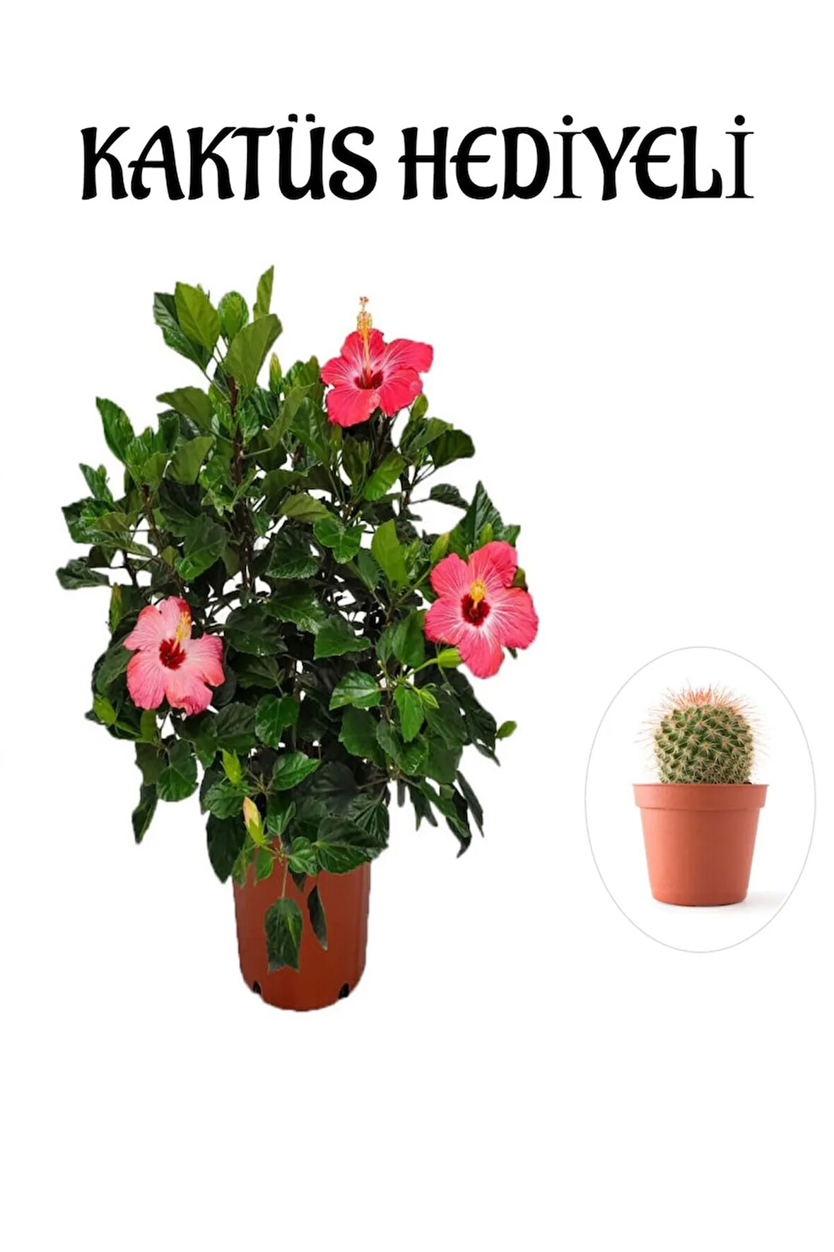 Kadınlar Gününe Özel Pembe Renk Japon Gülü Çiçeği Kaktüs Hediyeli